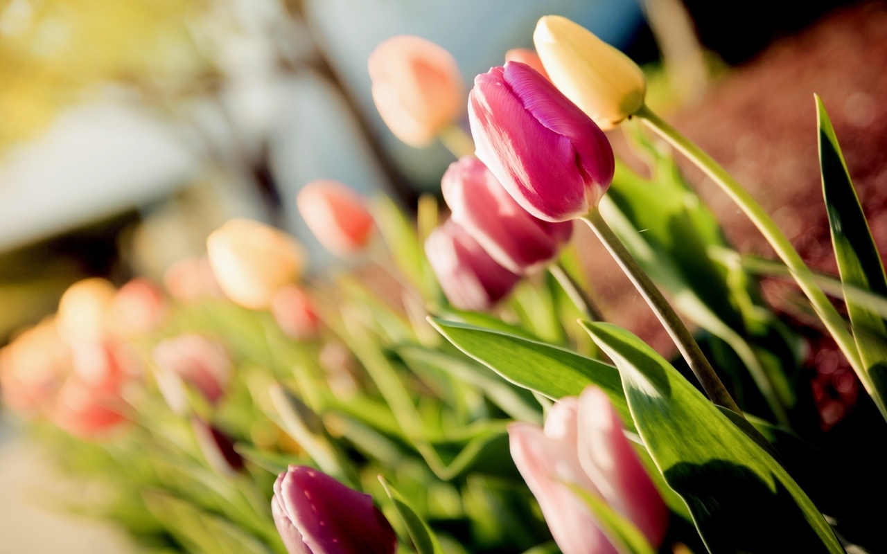 , tulips, , 