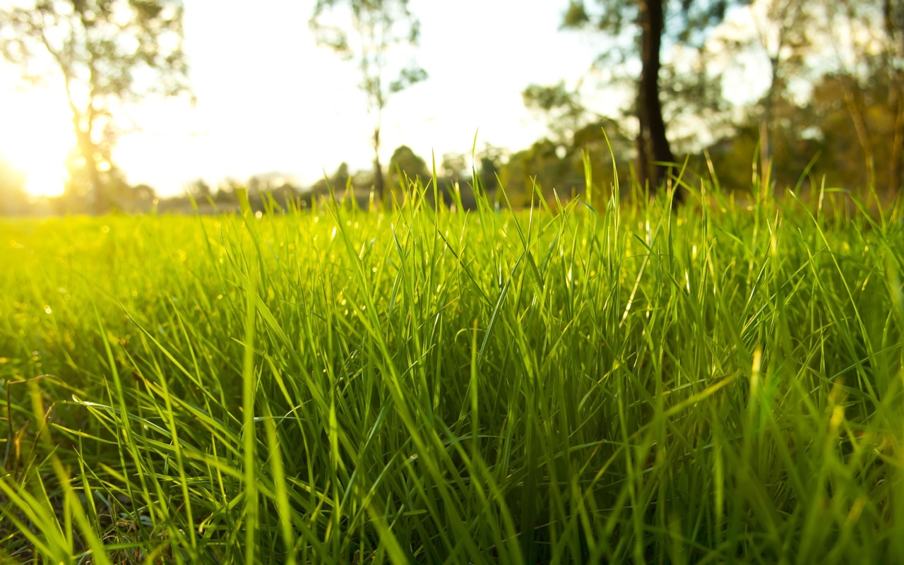 fresh garden, environment, Nature, rural season, bright, rime, grass, green ground, macro