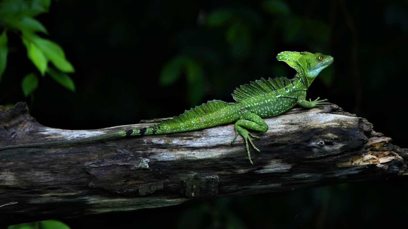 , , , , Basiliscus, 