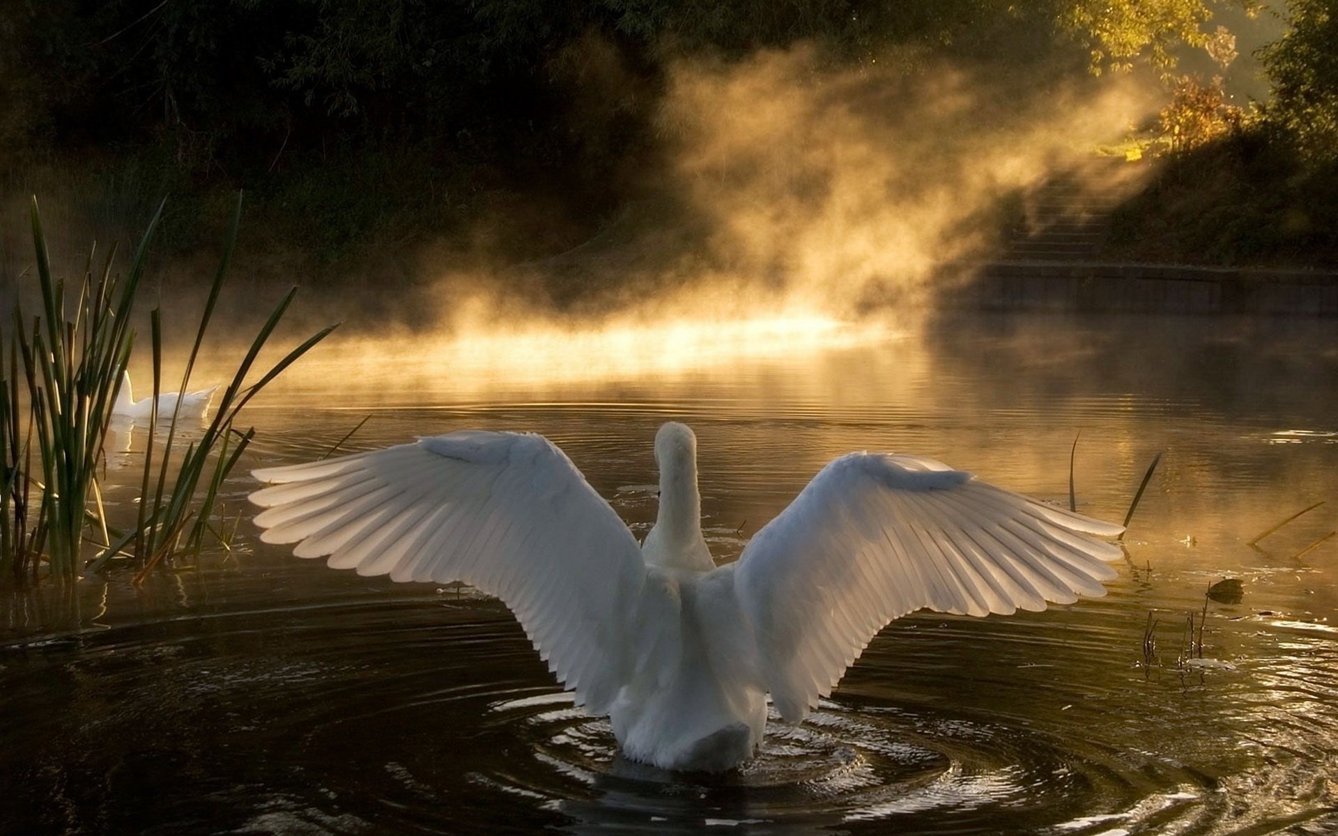 белый, лучи, перья, Озеро, лебедь, взмах, свет, крылья