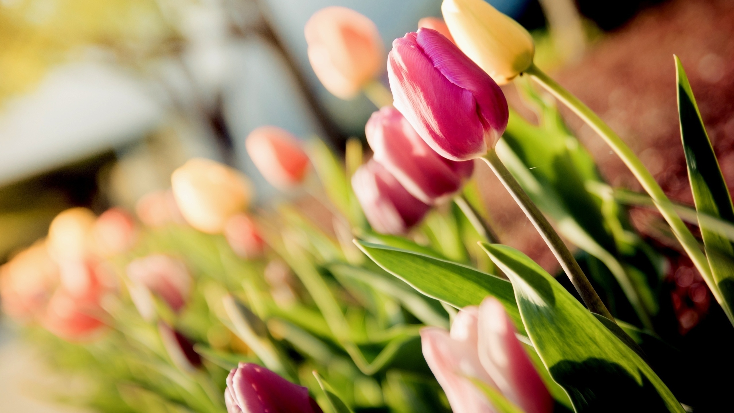 , tulips, , 