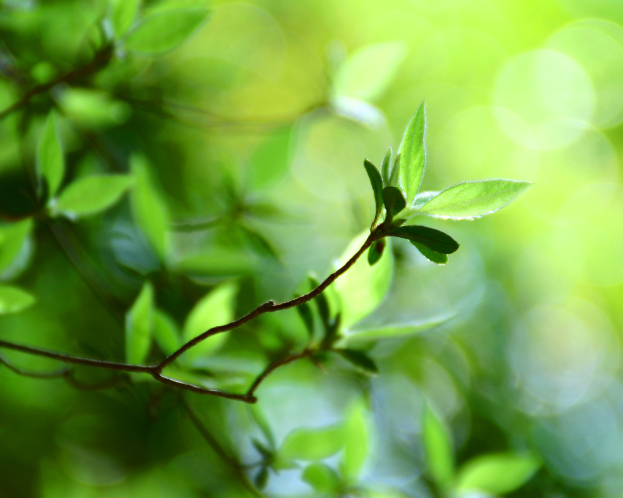  , macro bokeh, green leaves, bokeh wallpapers, green leaf, plant, 