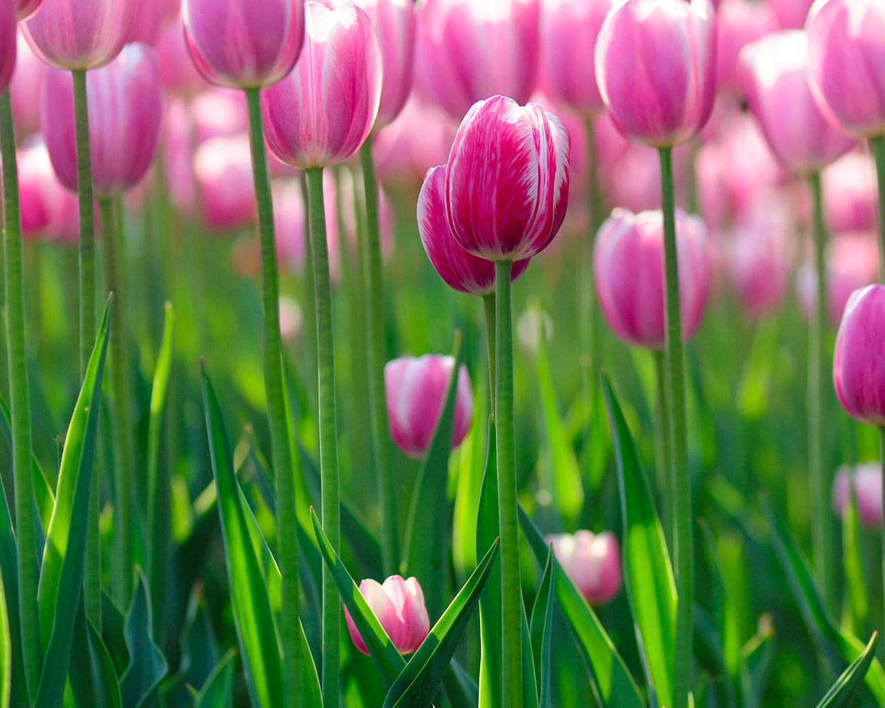 flowers bokeh, , Tulips wallpapers, , , flowers hd, 