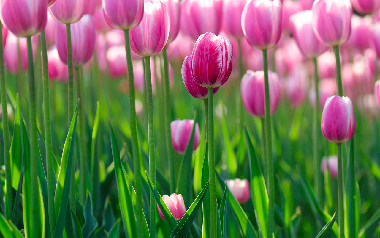 flowers bokeh, , Tulips wallpapers, , , flowers hd, 