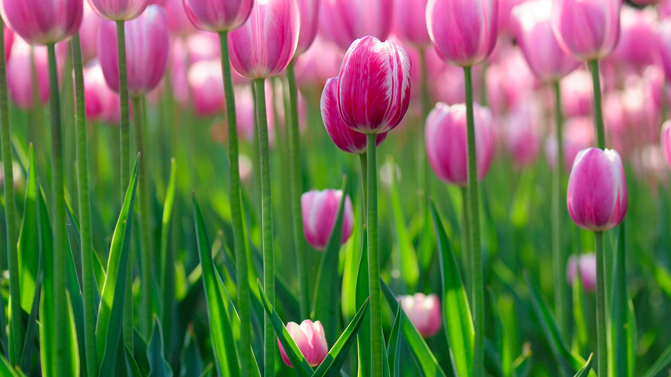 flowers bokeh, , Tulips wallpapers, , , flowers hd, 