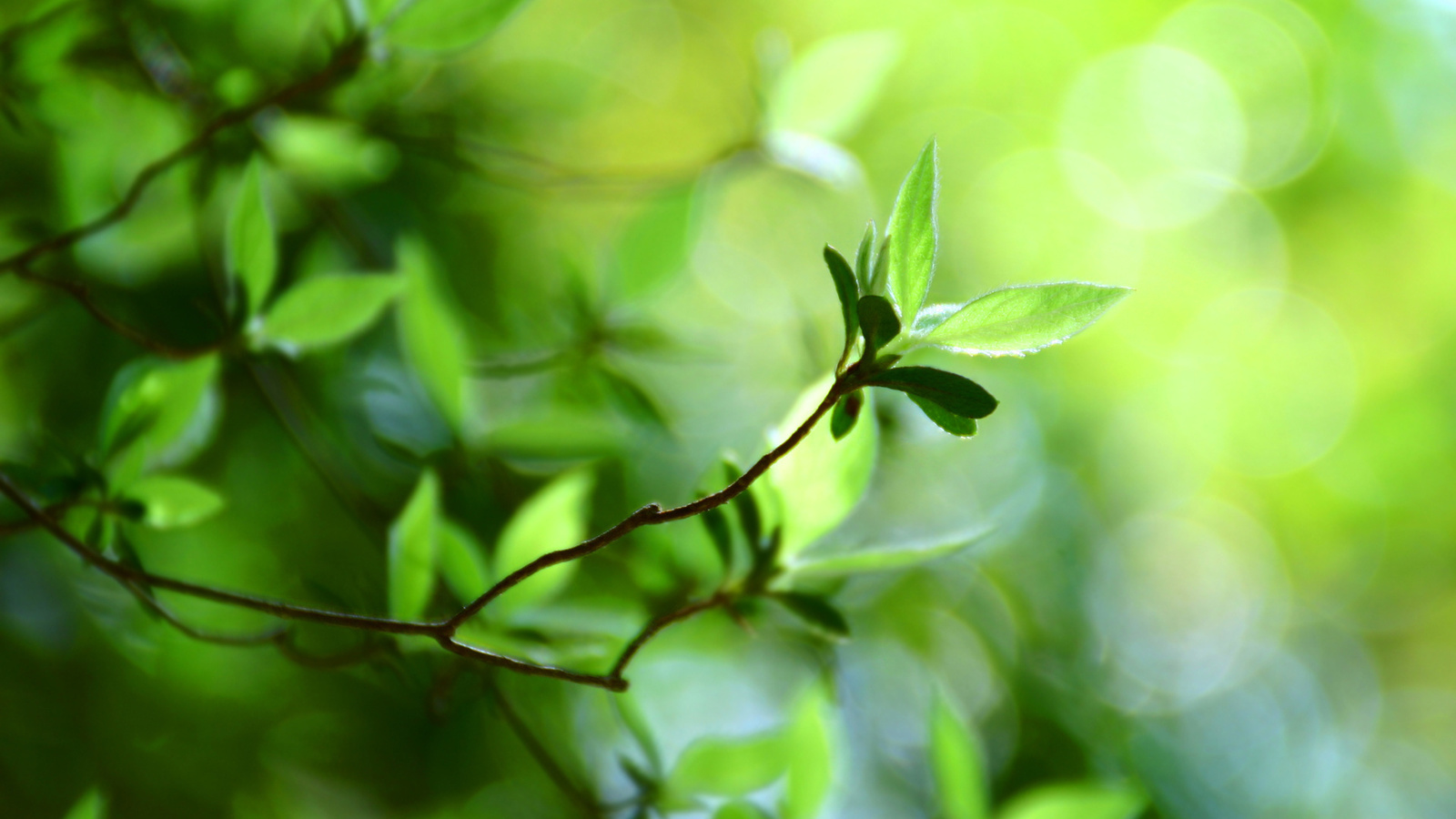  , macro bokeh, green leaves, bokeh wallpapers, green leaf, plant, 