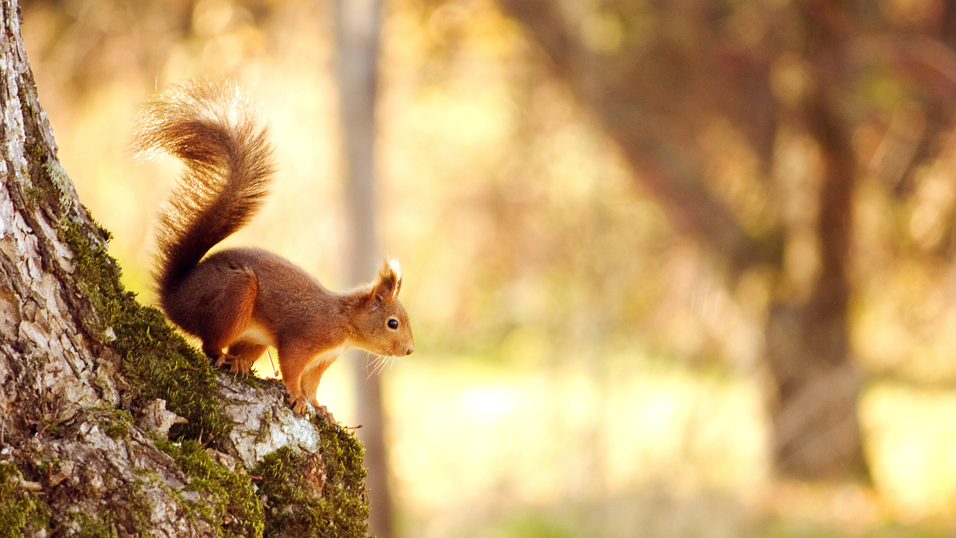 squirrel, , , , , , forest, , tree, bokeh