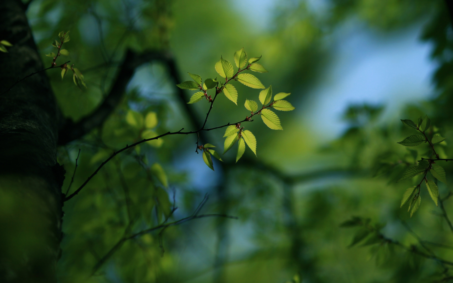 , , bokeh wallpapers, , , , green wallpapers