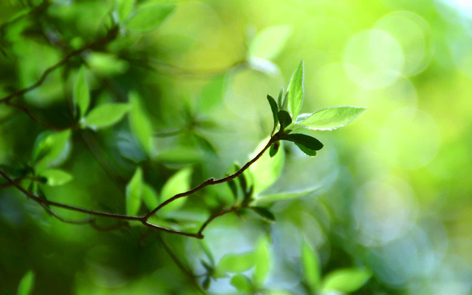  , macro bokeh, green leaves, bokeh wallpapers, green leaf, plant, 