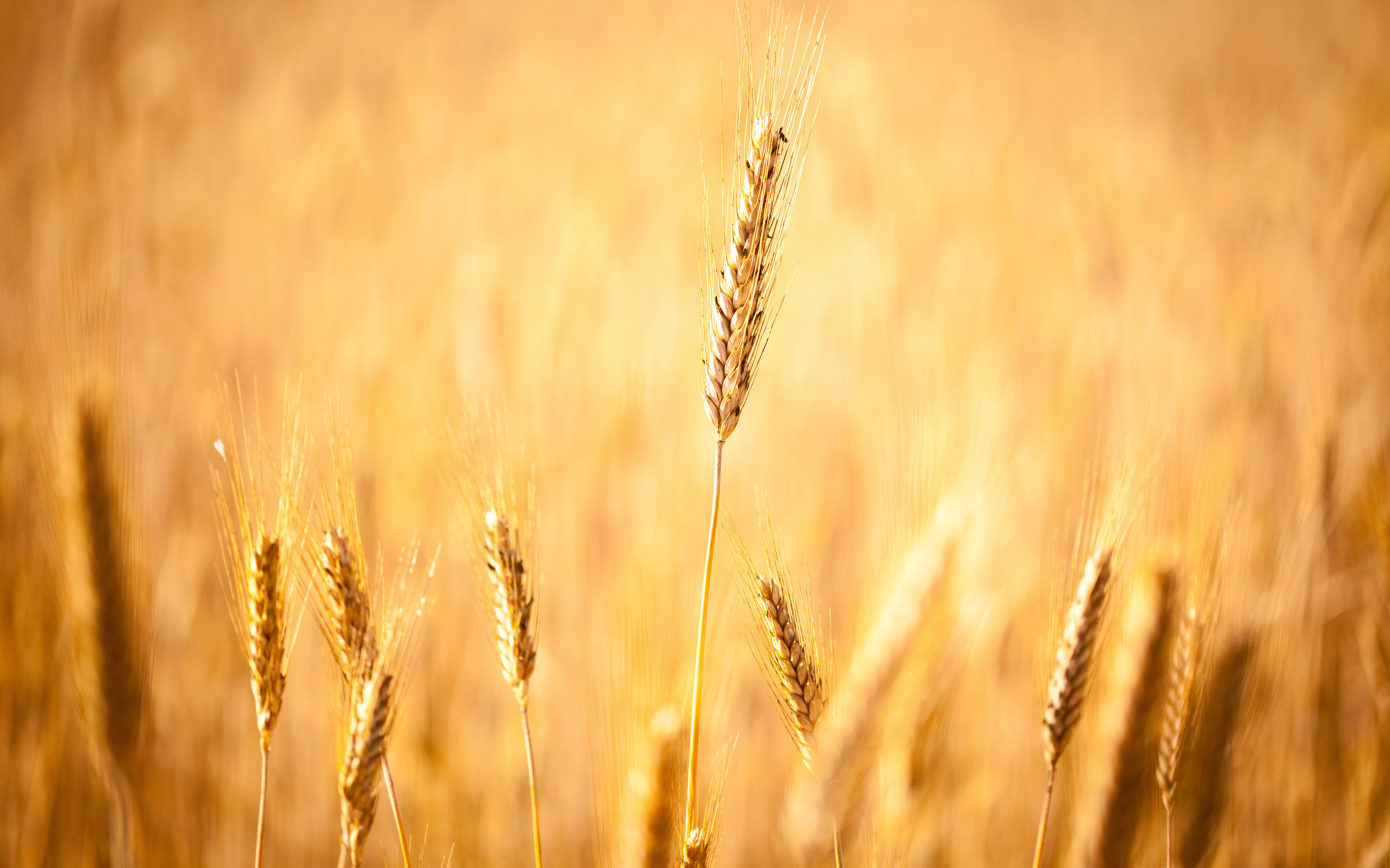 Пшеничный фон. Пшеничное поле. Поле с колосьями. Колосья пшеницы. Пшеница фон.
