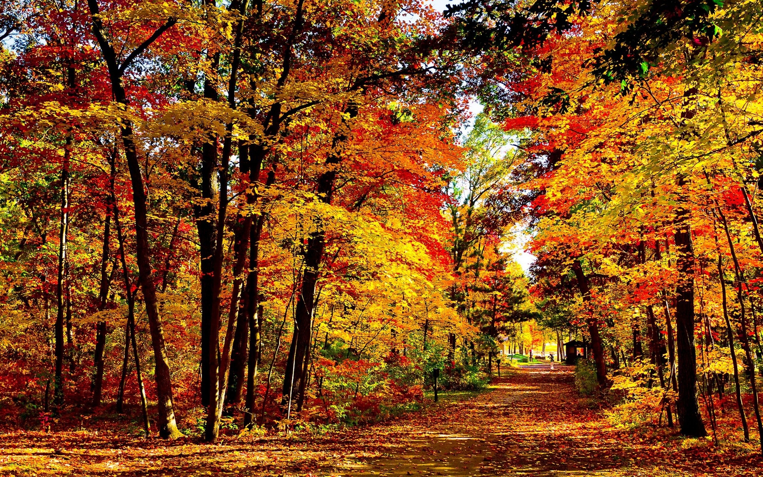 Осенние картинки. Осенний парк. Осенний лес. Осенний лес парк. Осень картинки.