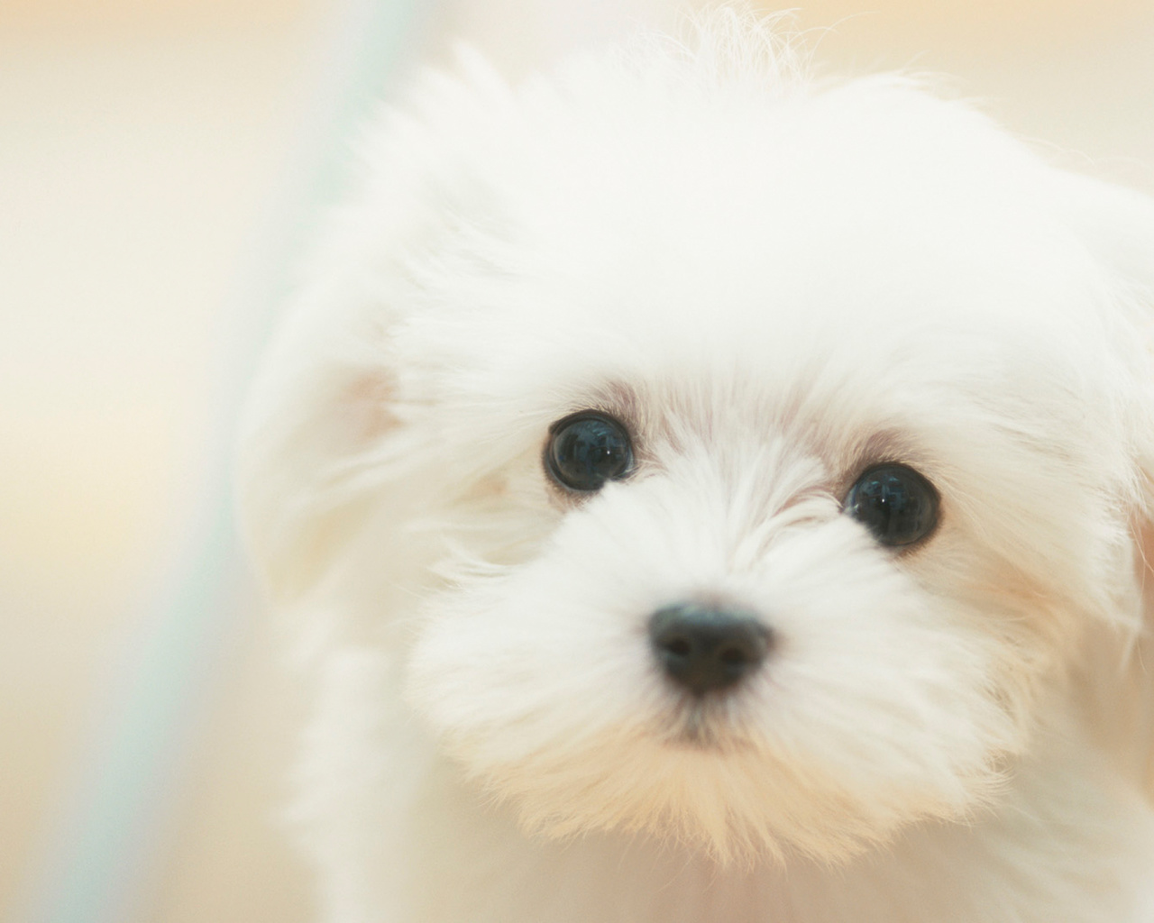 puppy, sad, Dog, white, , , dreamy, , , cute