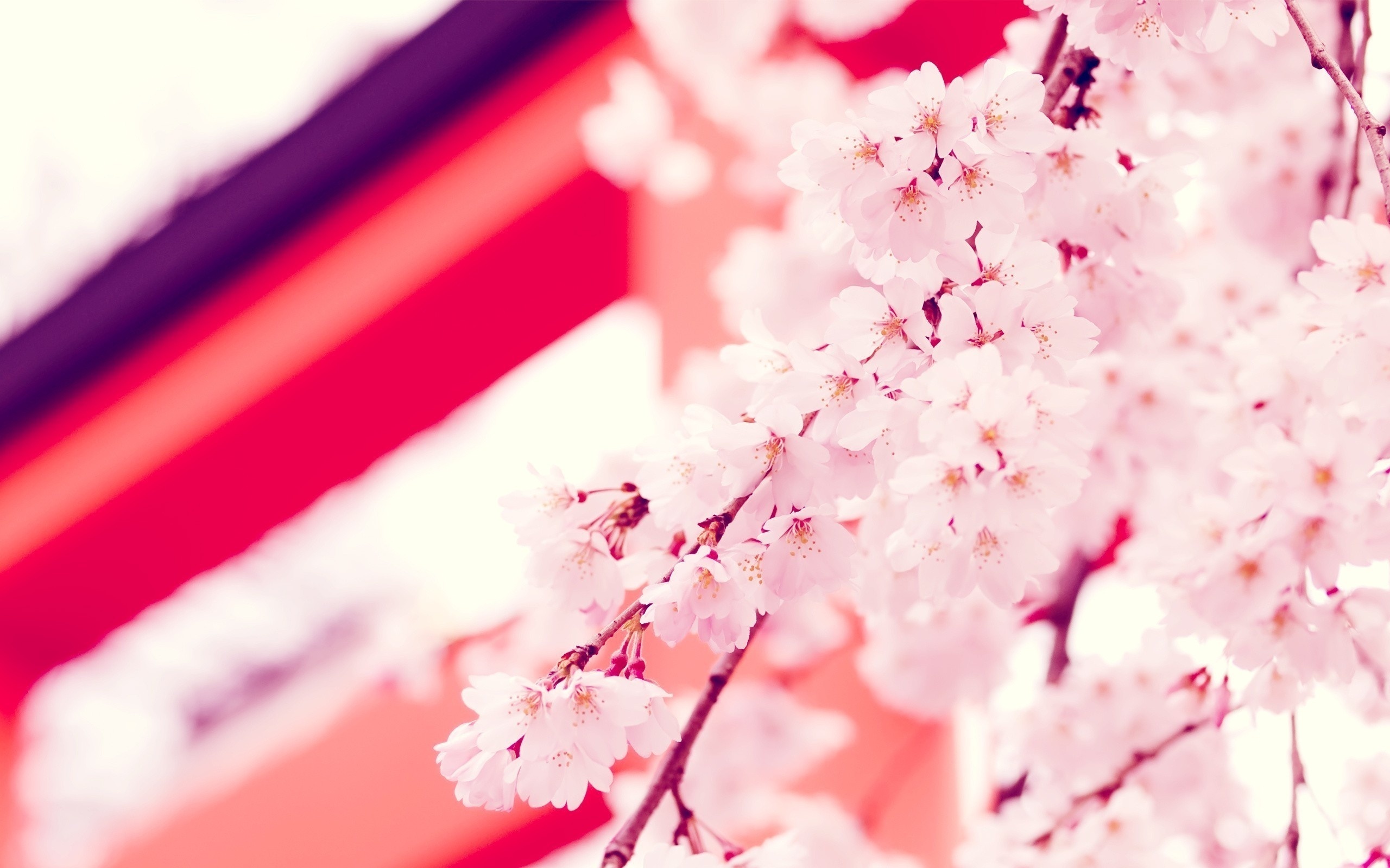 flower, , , , japan, , , sakura
