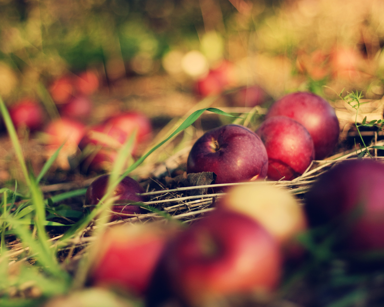 , , apple, , bokeh, , , orchard