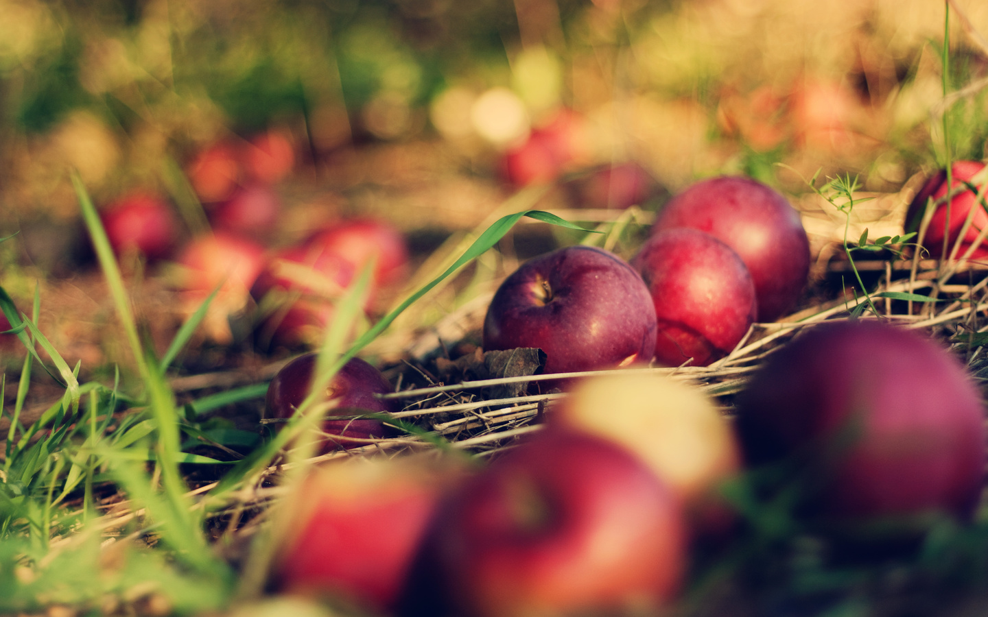 , , apple, , bokeh, , , orchard