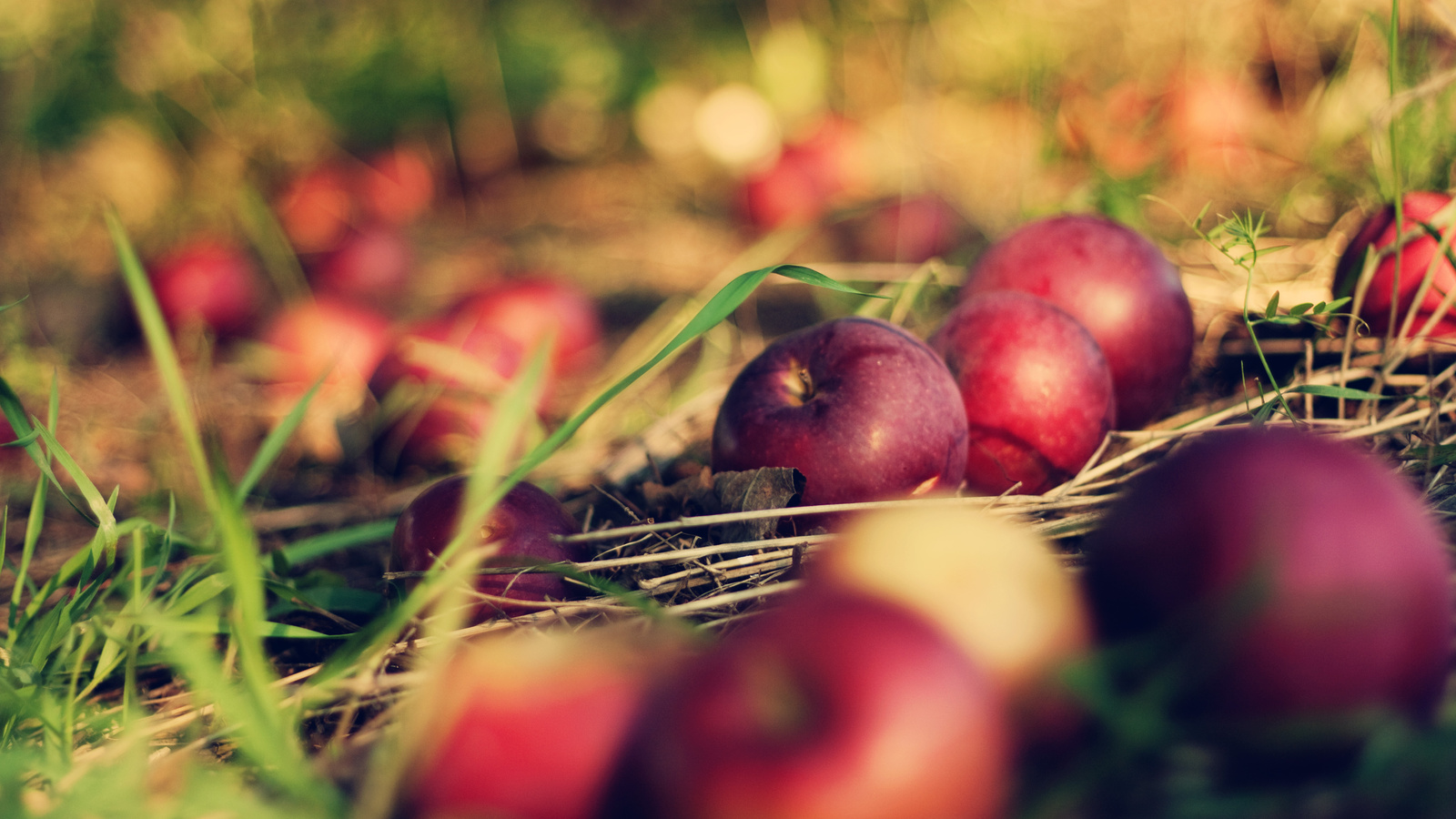 , , apple, , bokeh, , , orchard