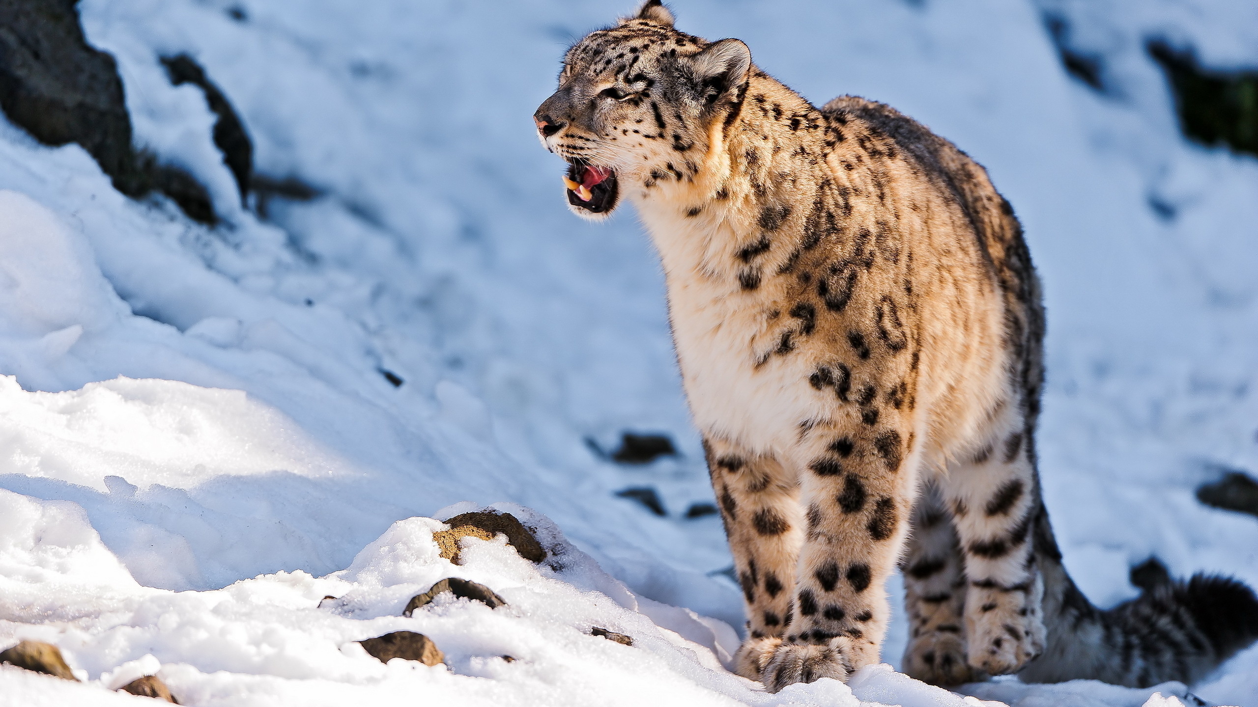 snow leopard, uncia uncia,  , 