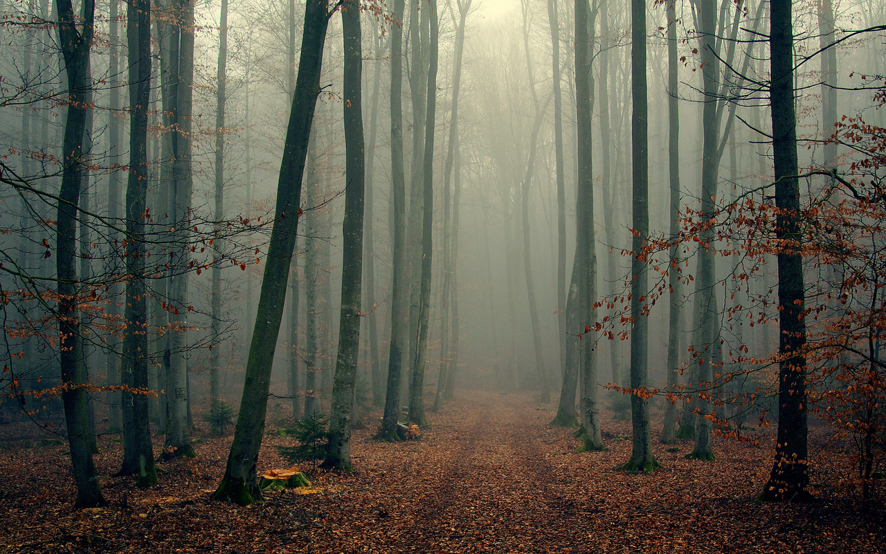 Foggy, wood, , , , , , 