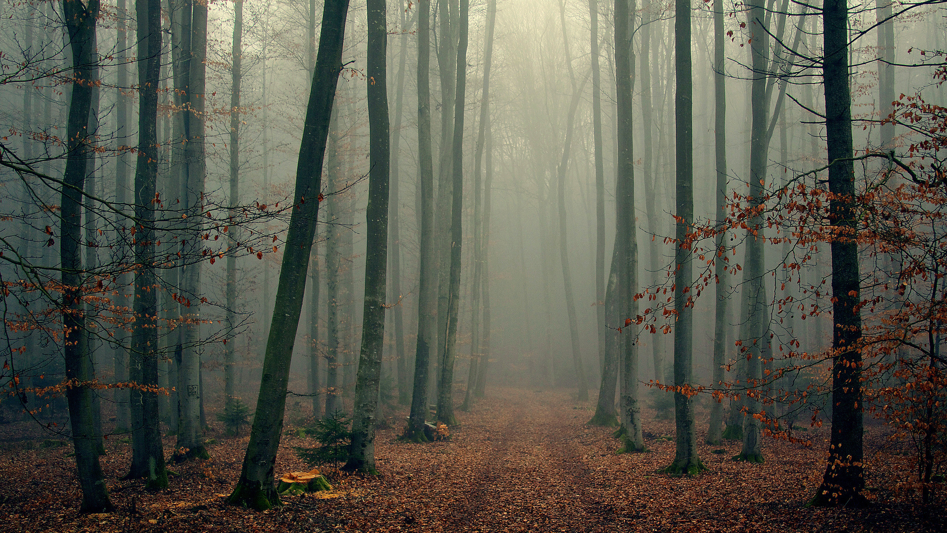 Foggy, wood, , , , , , 