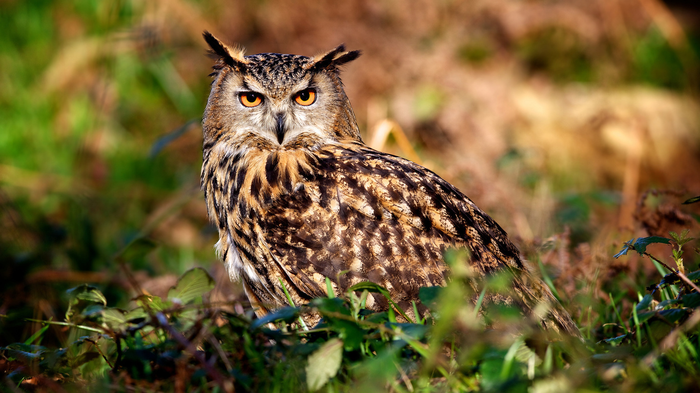 , , , , predator,birds,owl