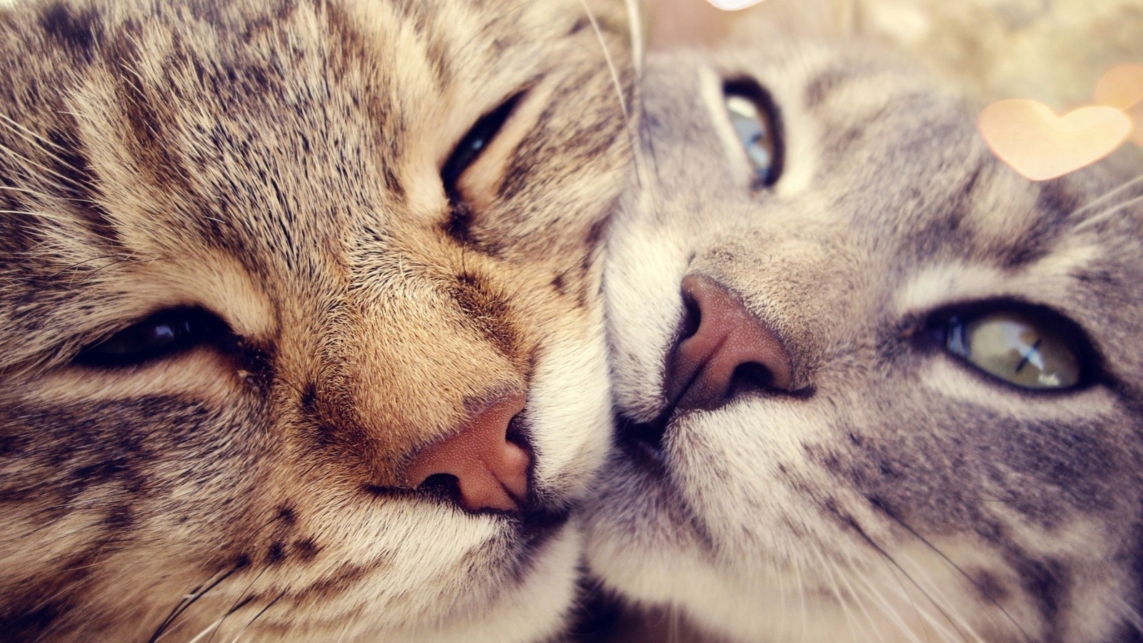 cats, love, black and white, in love, sweet, animals, bokeh, cute, , , , , 