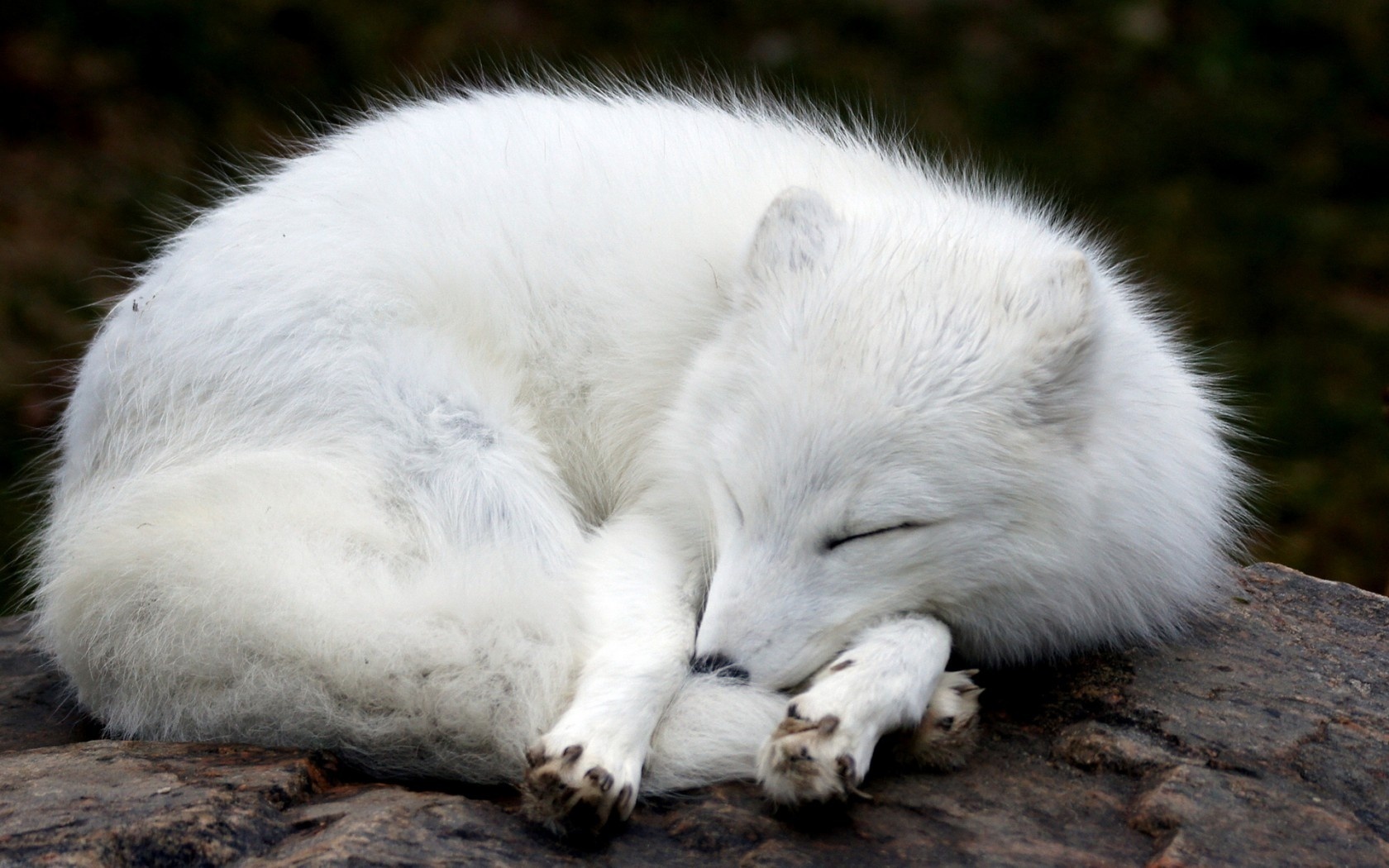 arctic fox, , , , 