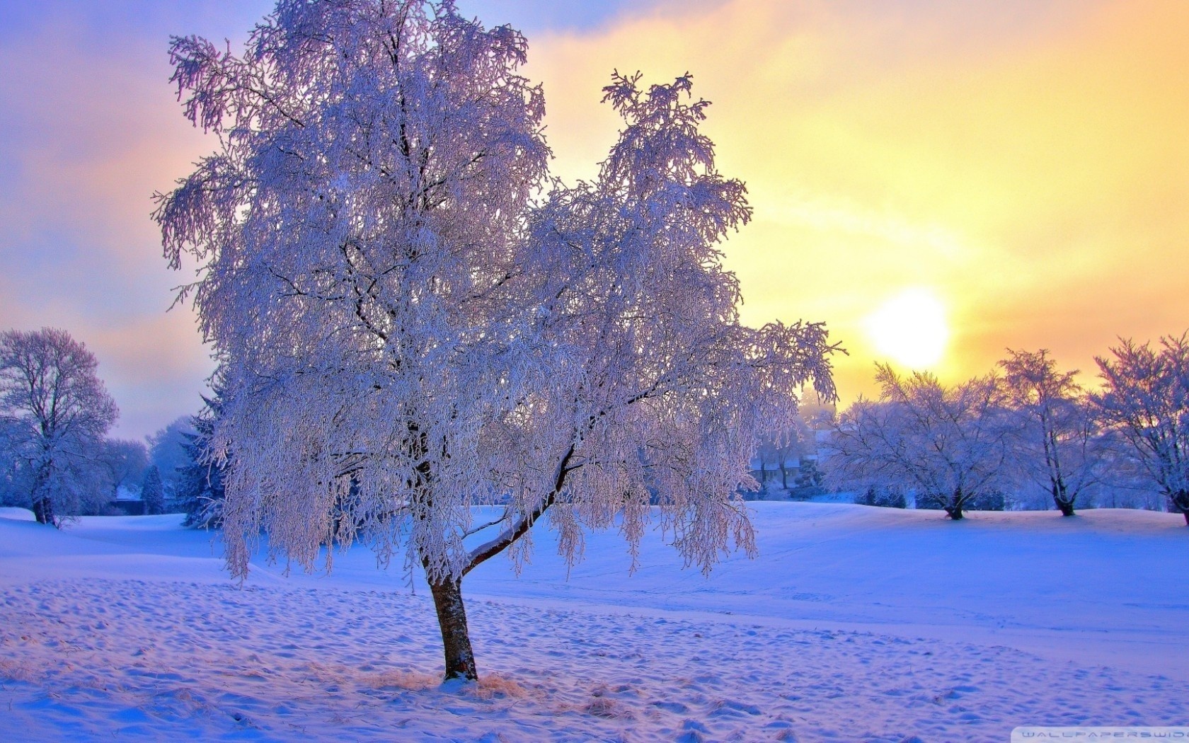 winter, sun, tree, snow