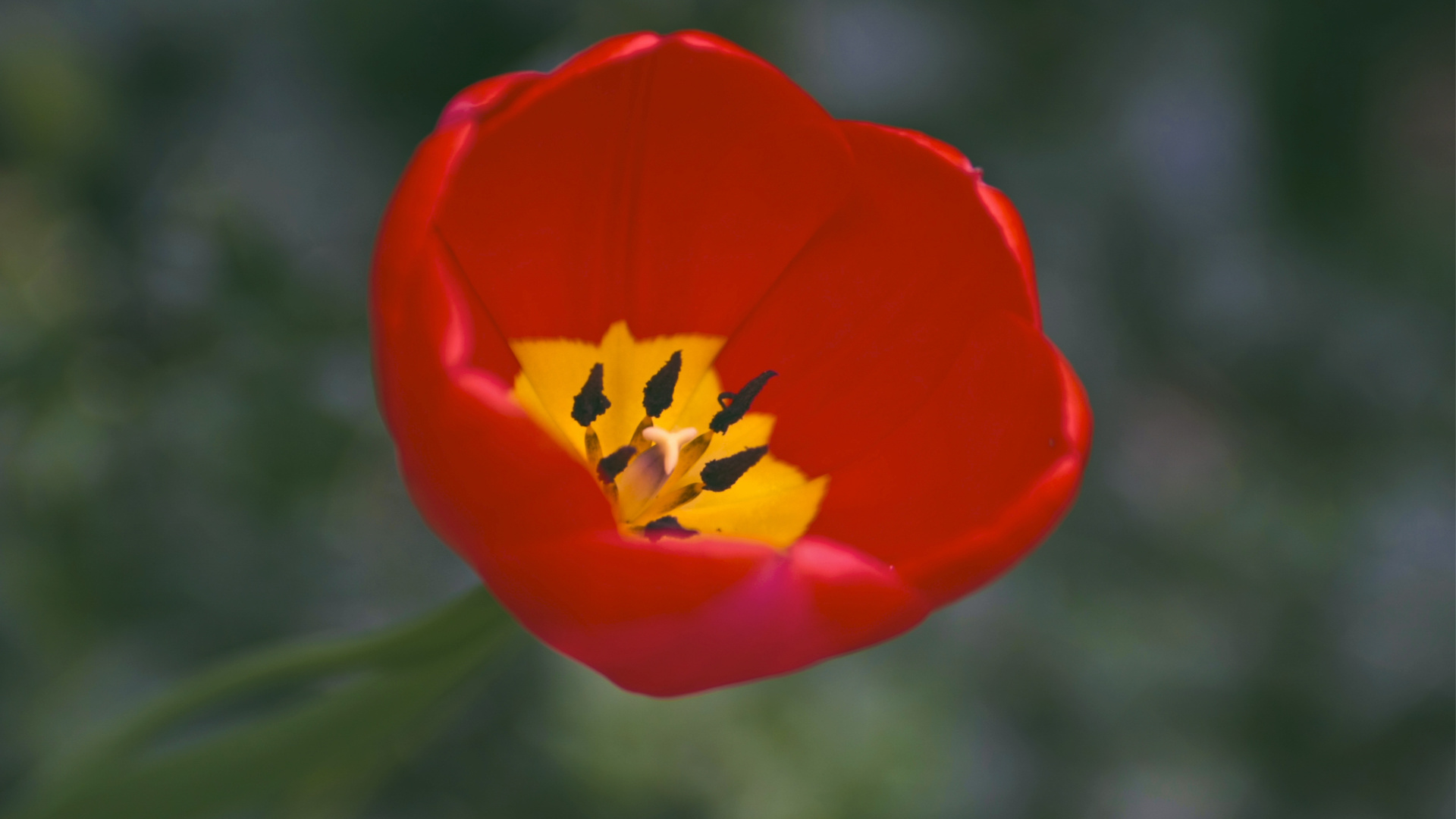 , one, , red, , , yellow, petals, Tulip