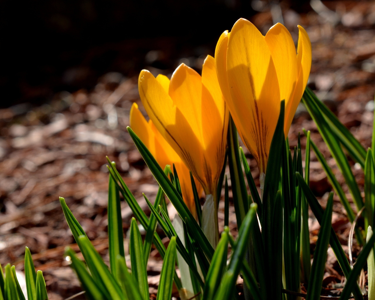 , , , , yellow, spring, petals, crocuses