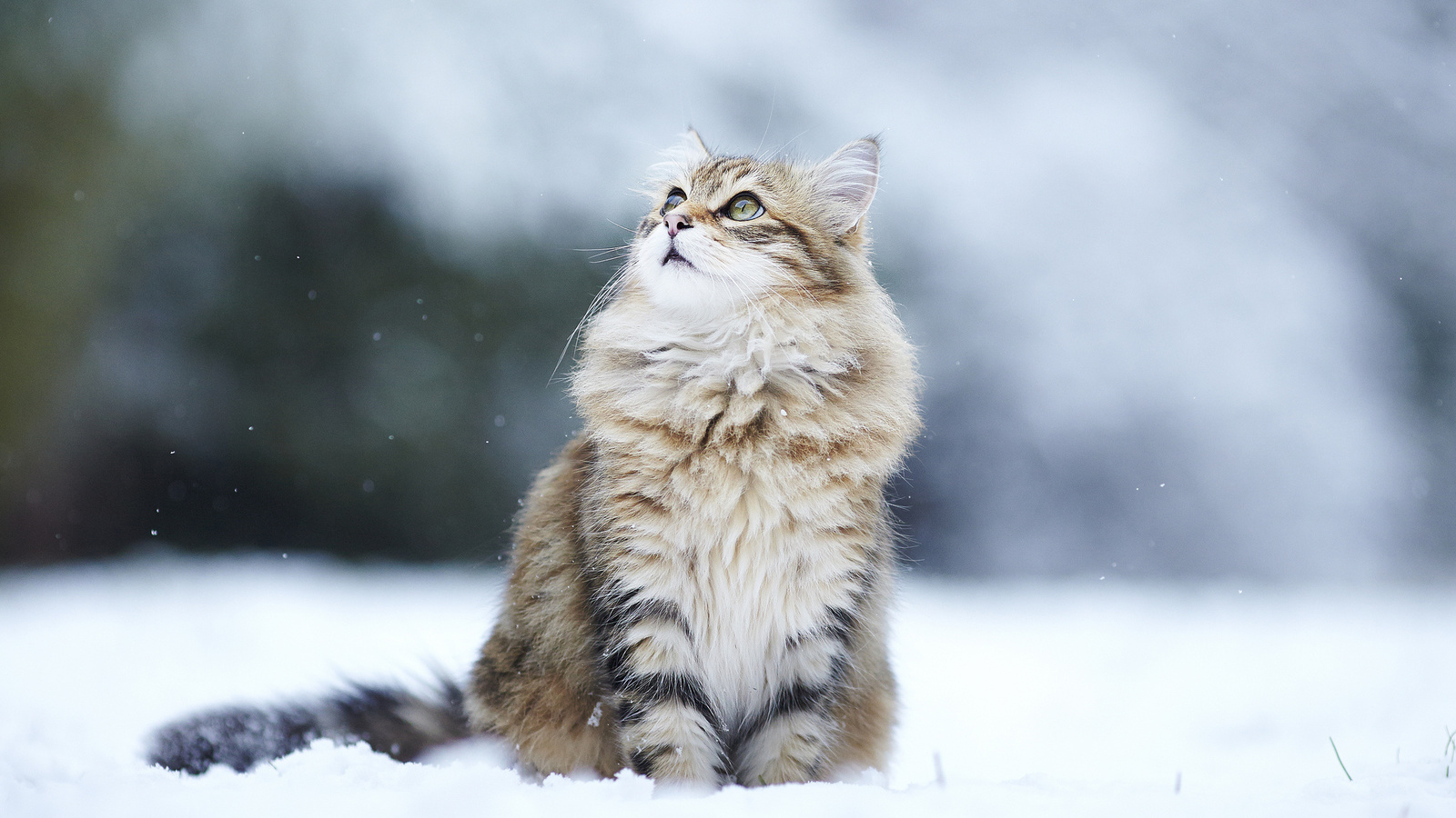 snow, cat, , , , winter, kitty