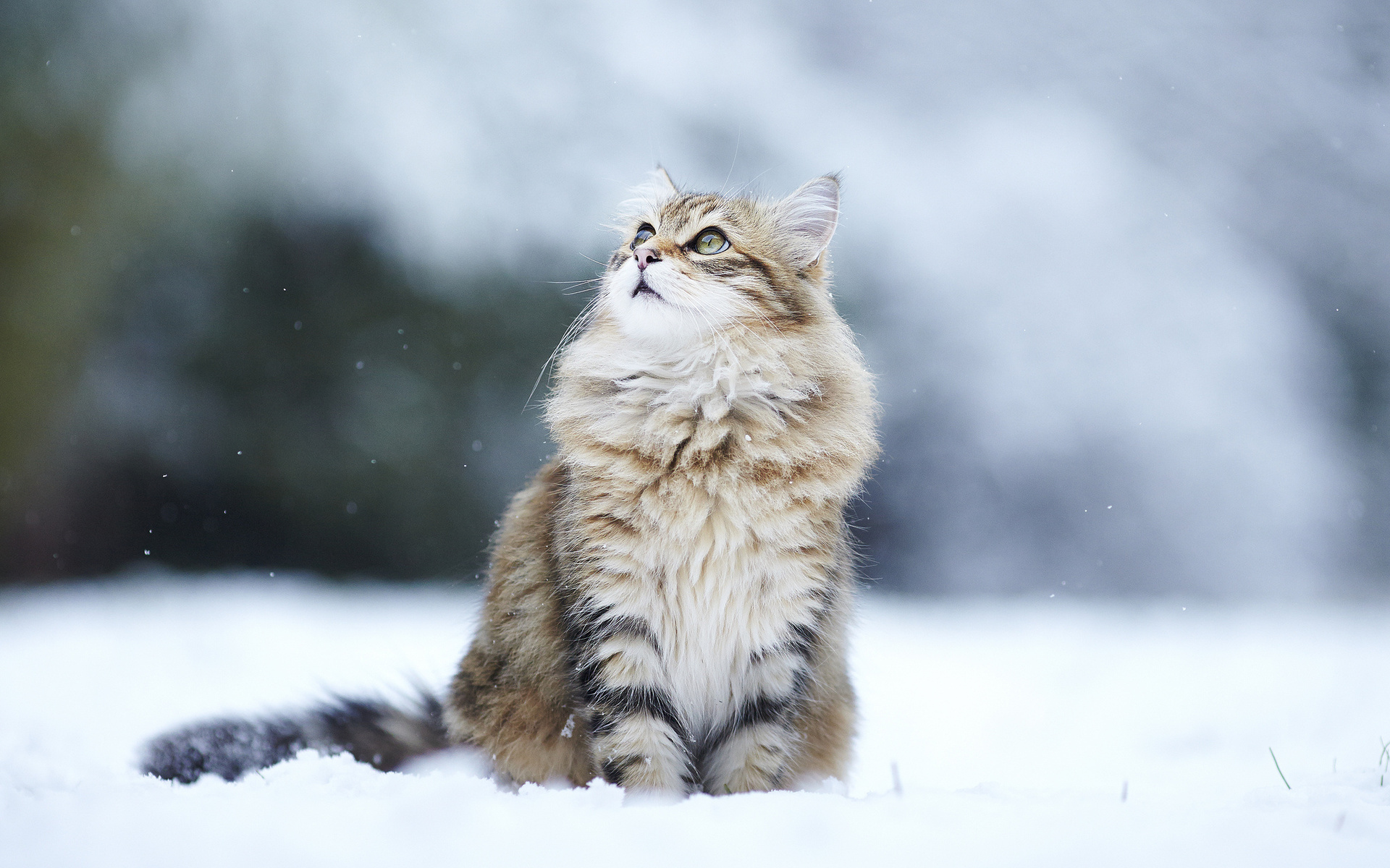 snow, cat, , , , winter, kitty