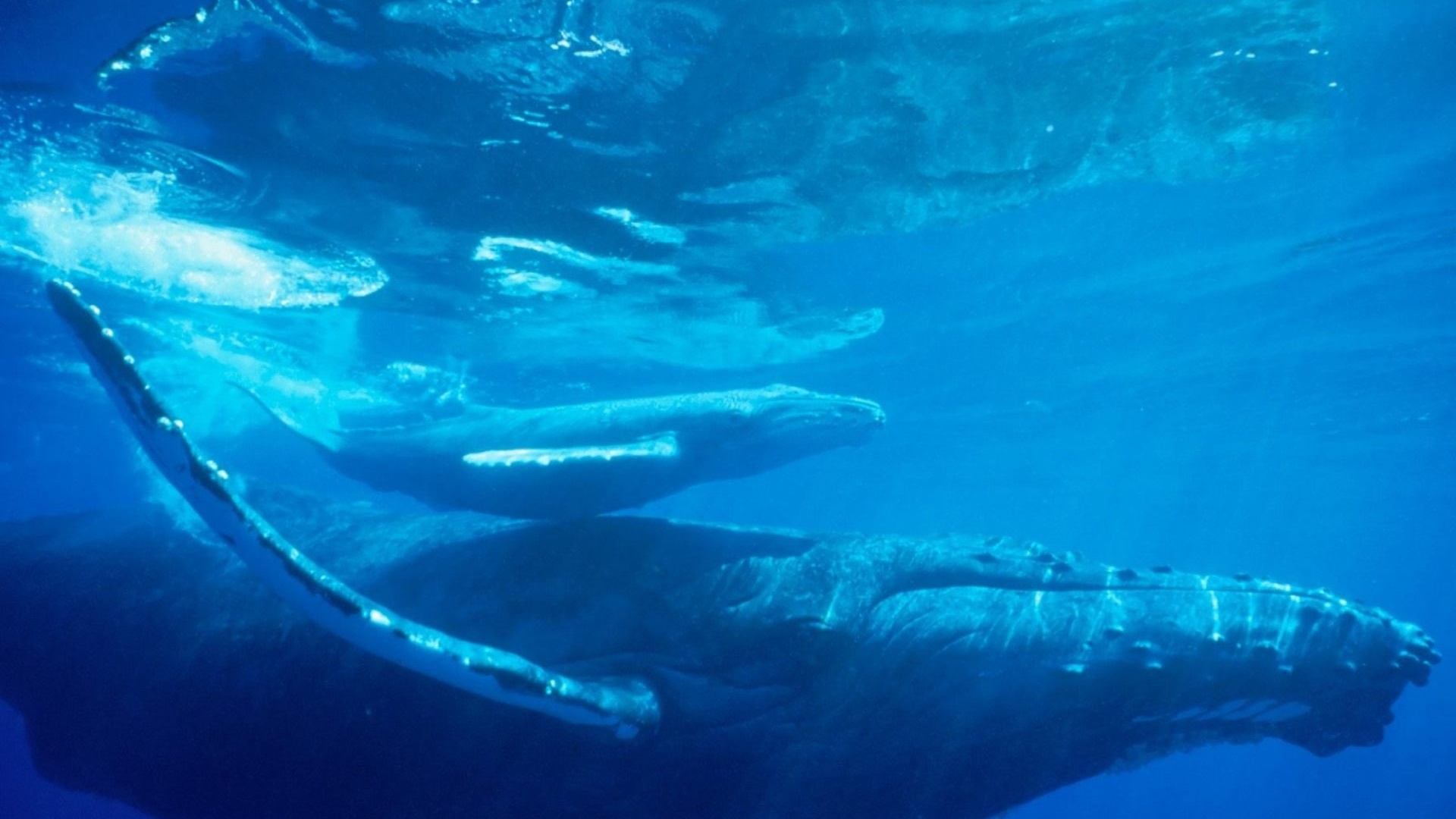 Мощность кита под водой. Синий кит. Синий кит в океане. Кит фото. Обои кит.