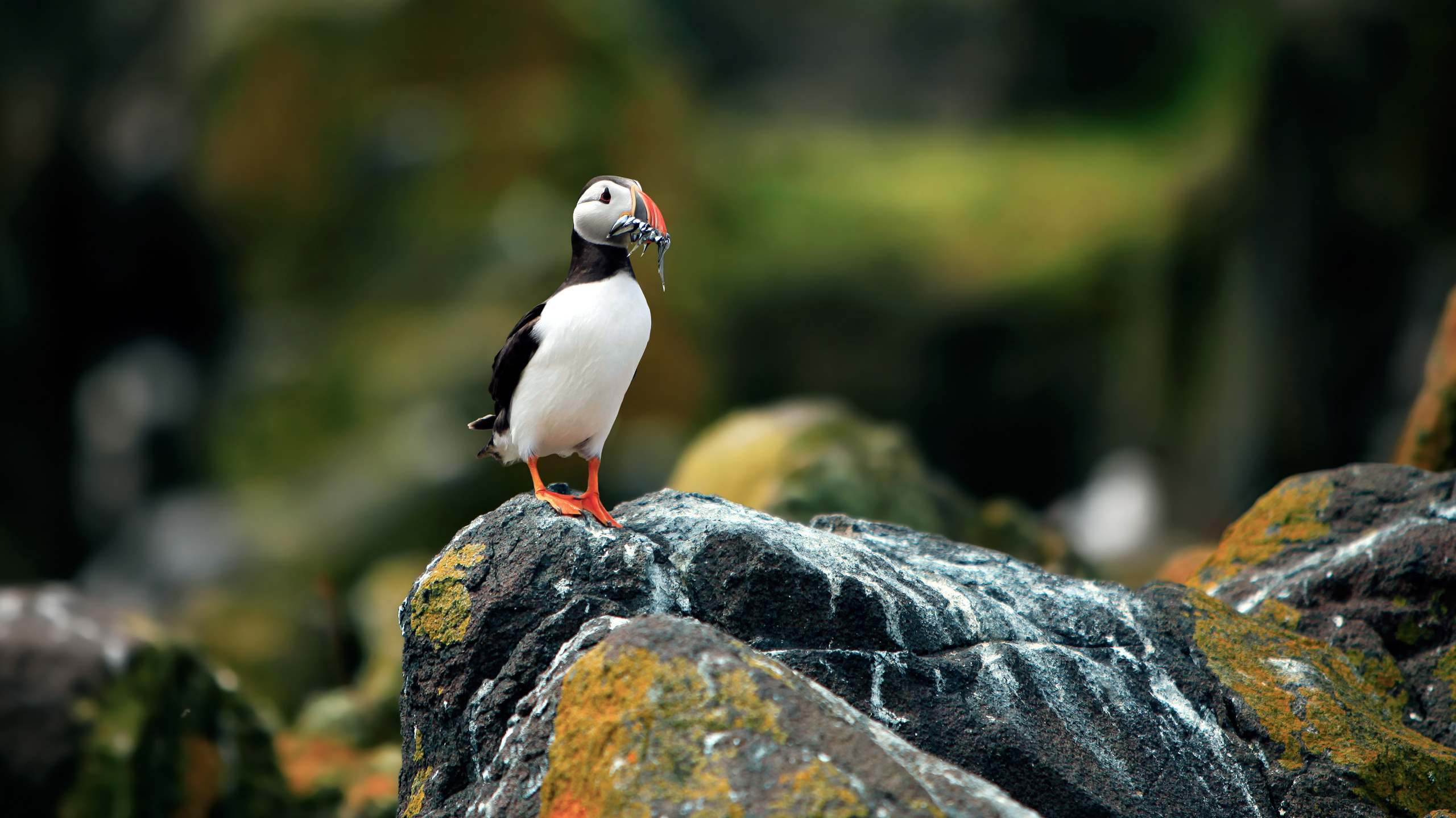  , , fratercula arctica, , puffin