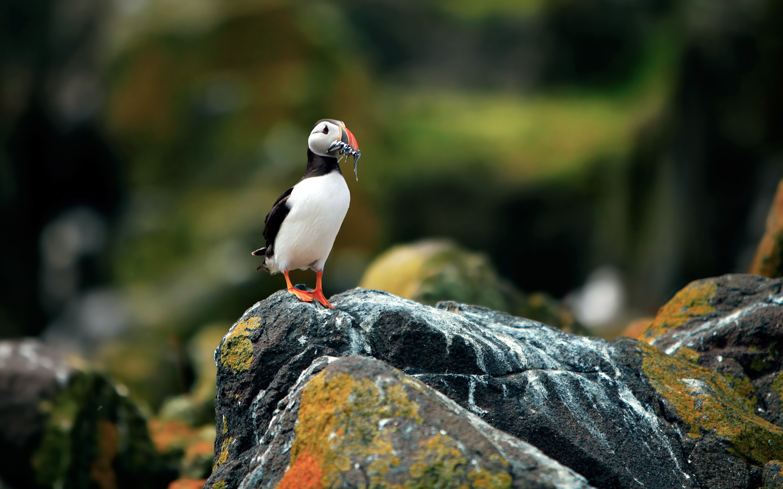  , , fratercula arctica, , puffin