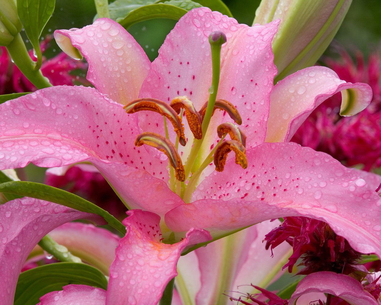 lilium, , flower, beauty, pink lily, Nature wallpapers, , waterdrops