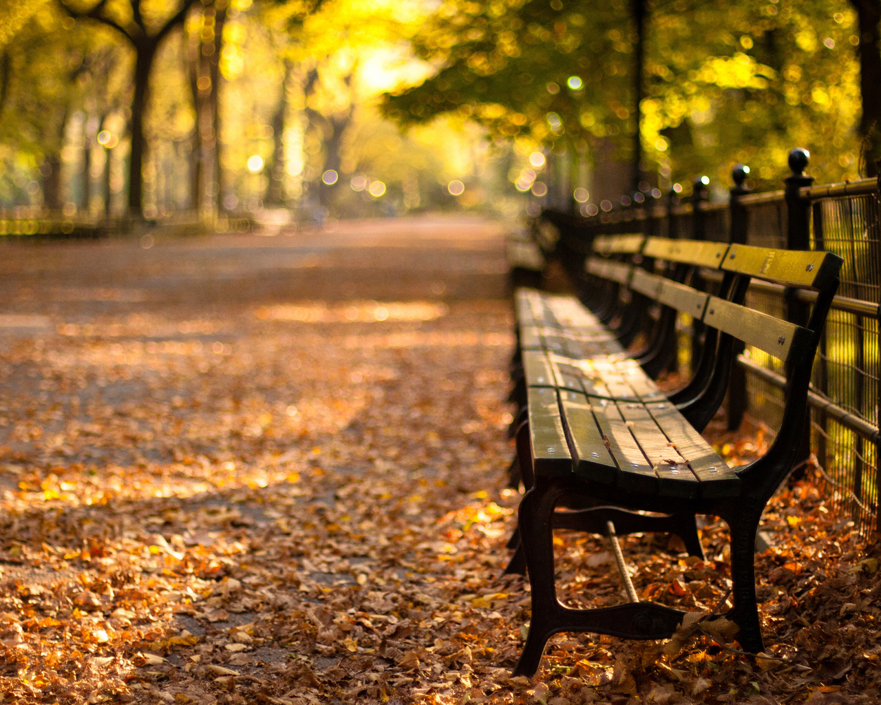 sunset, Central park, new york, autumn, , , -