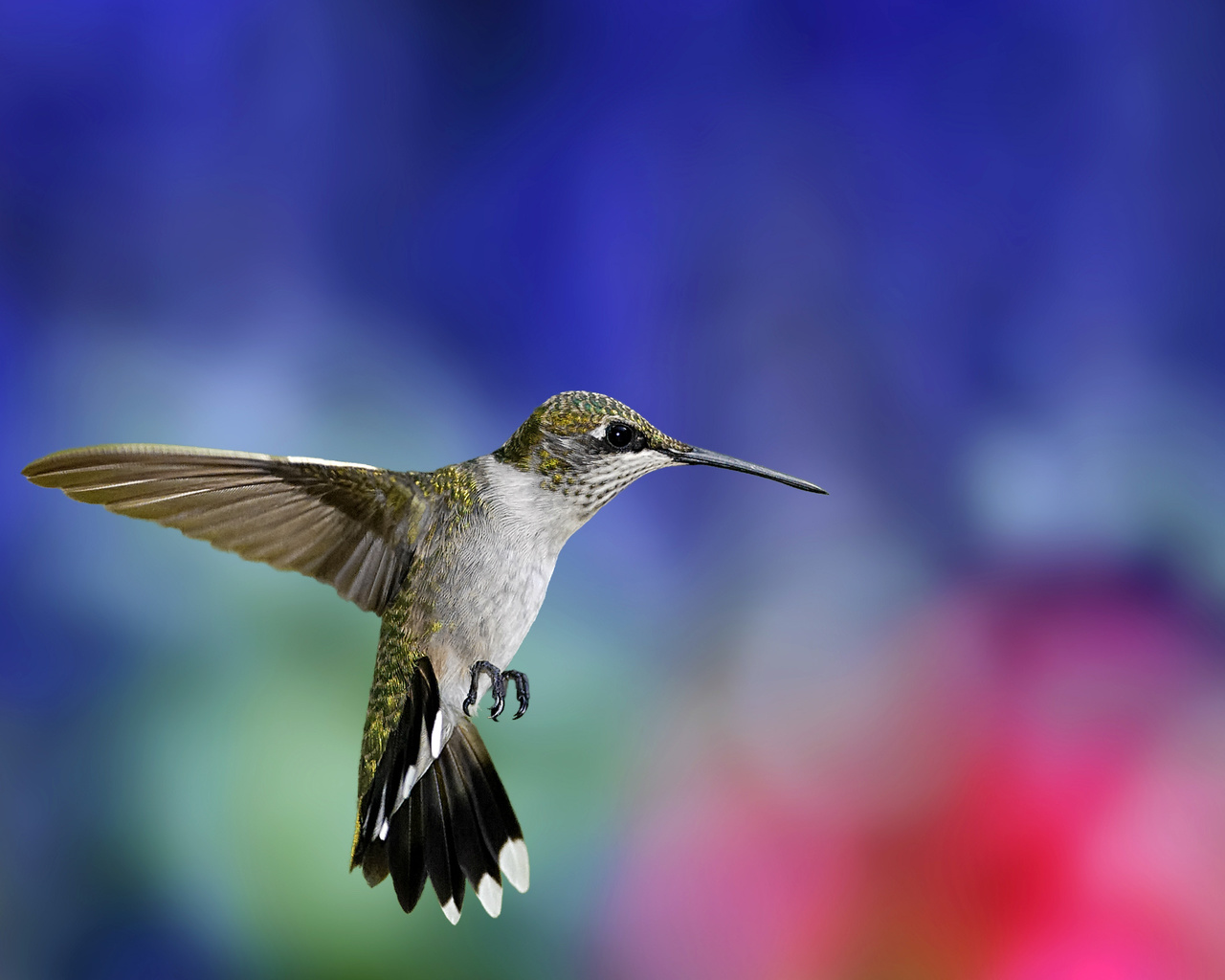 , , , Hummingbird, , , 