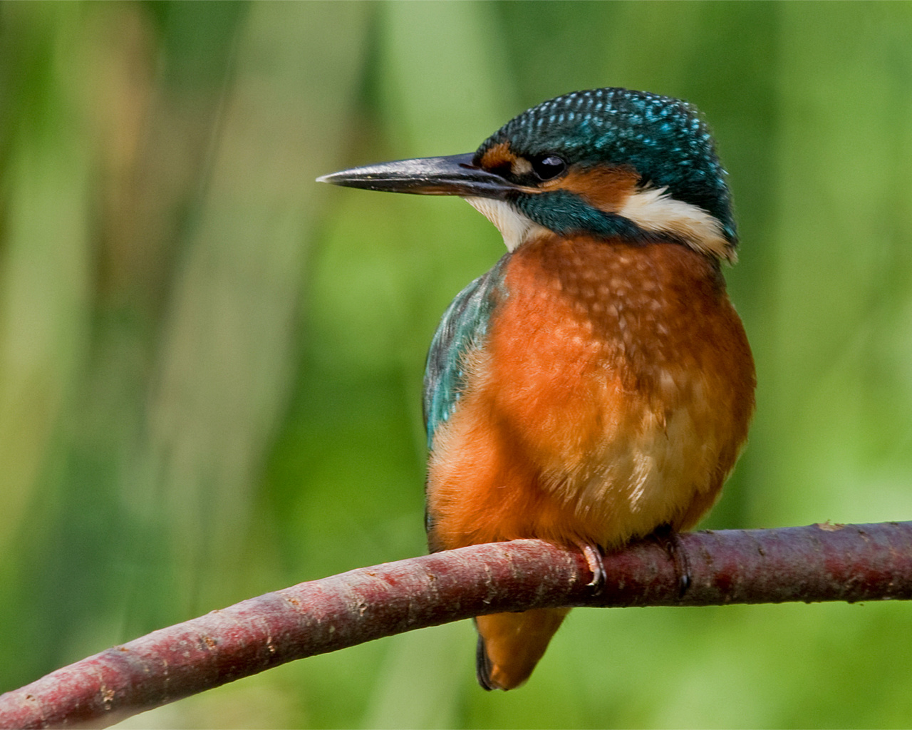 , , ,  , kingfisher