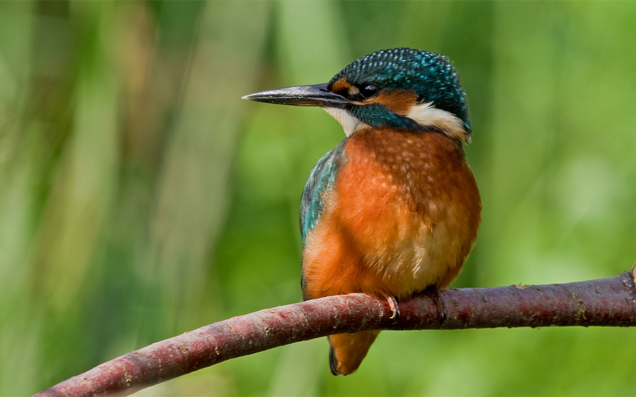 , , ,  , kingfisher