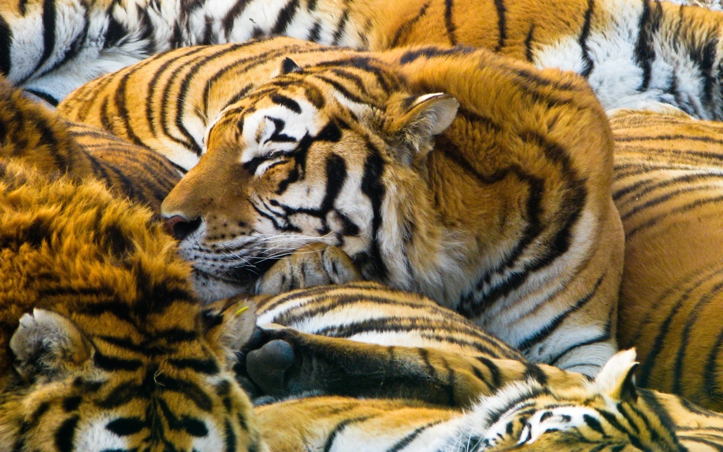 , 1920x1200, tigers, cats, , predators, 