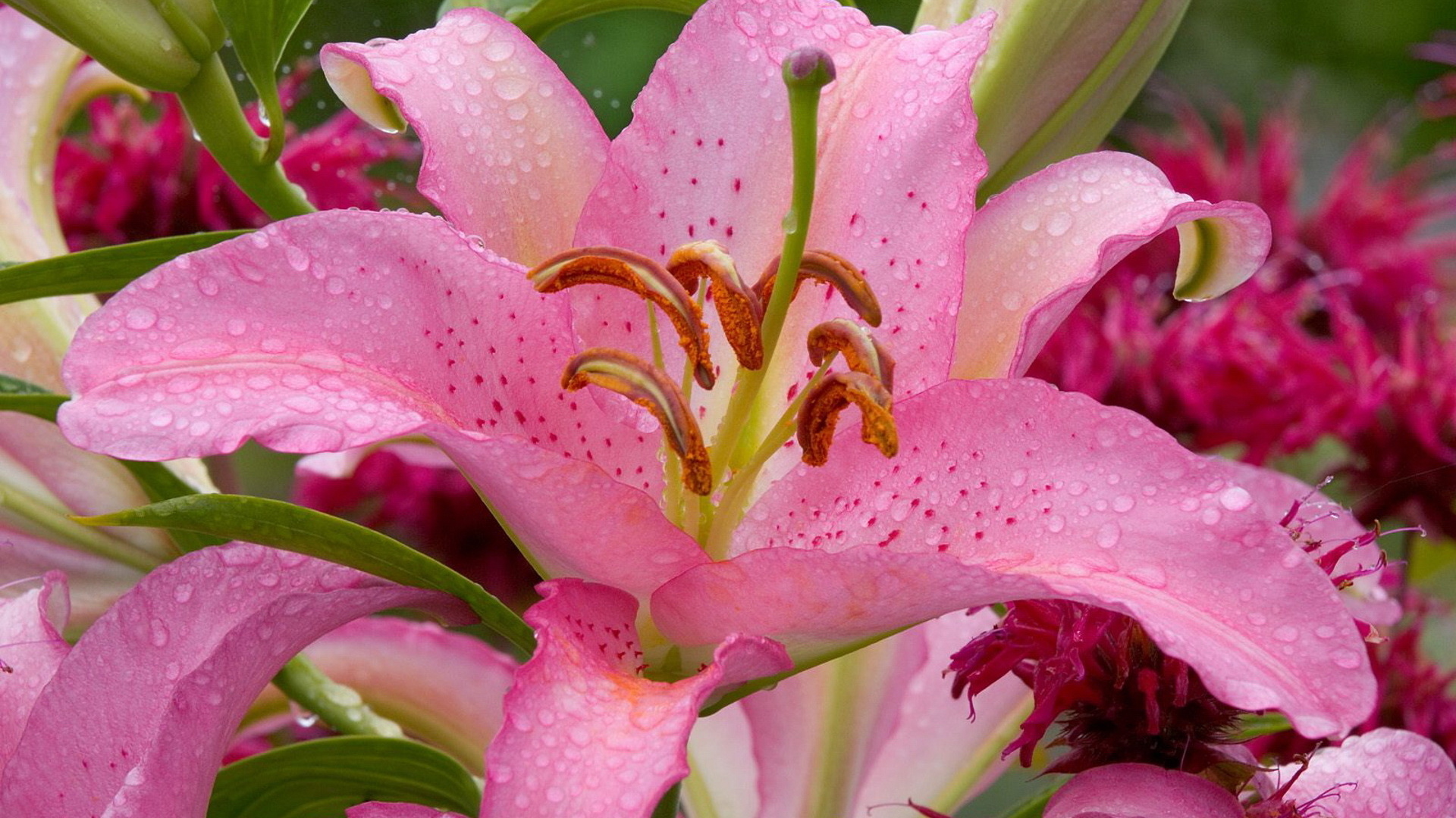 lilium, , flower, beauty, pink lily, Nature wallpapers, , waterdrops