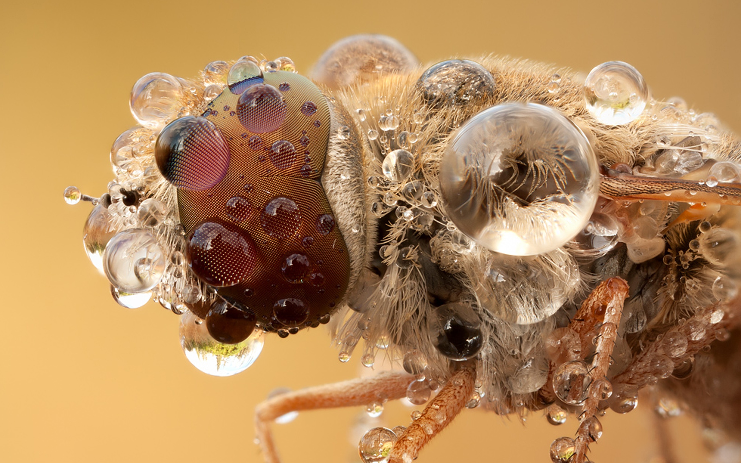 water, macro, Insect