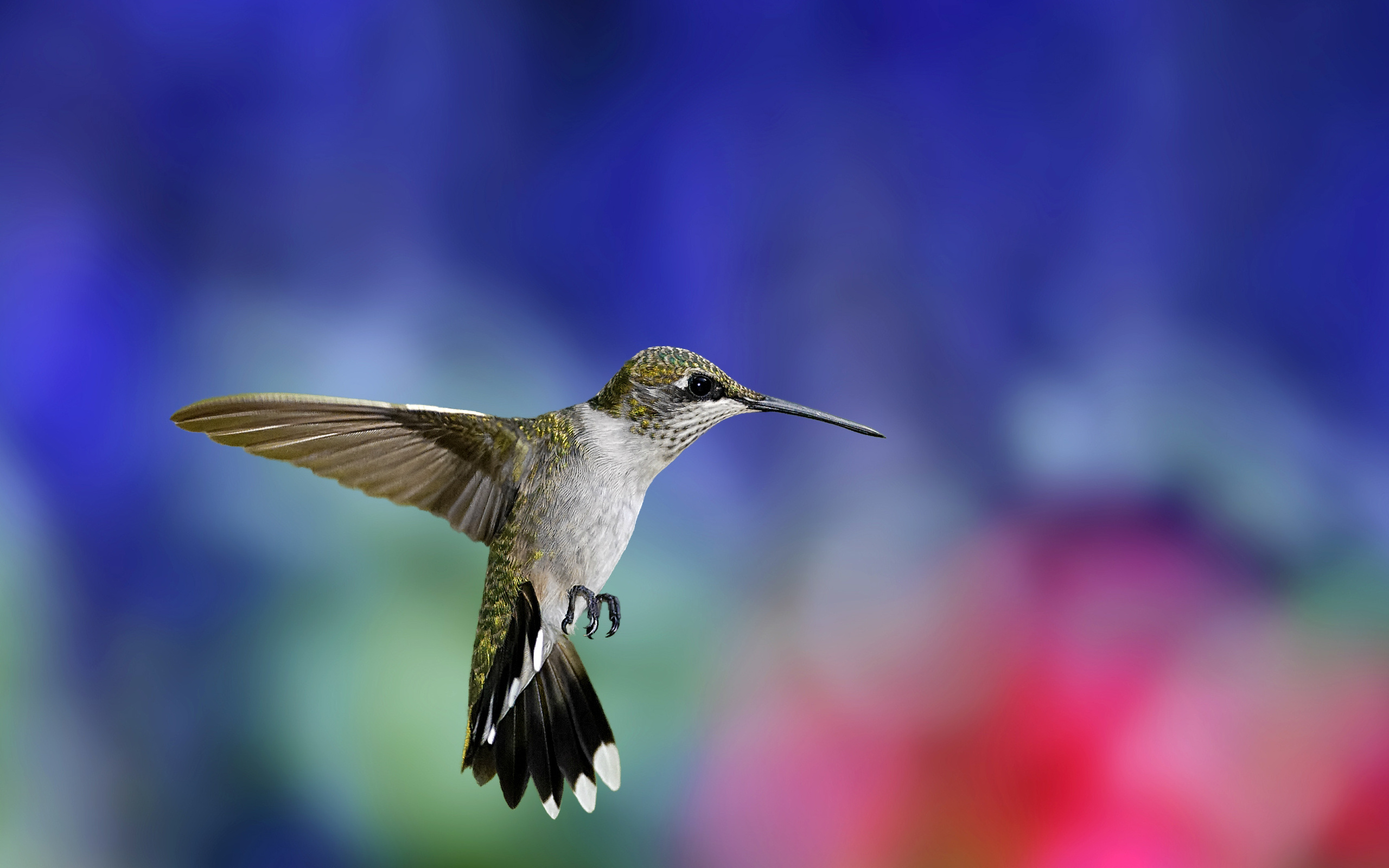 , , , Hummingbird, , , 