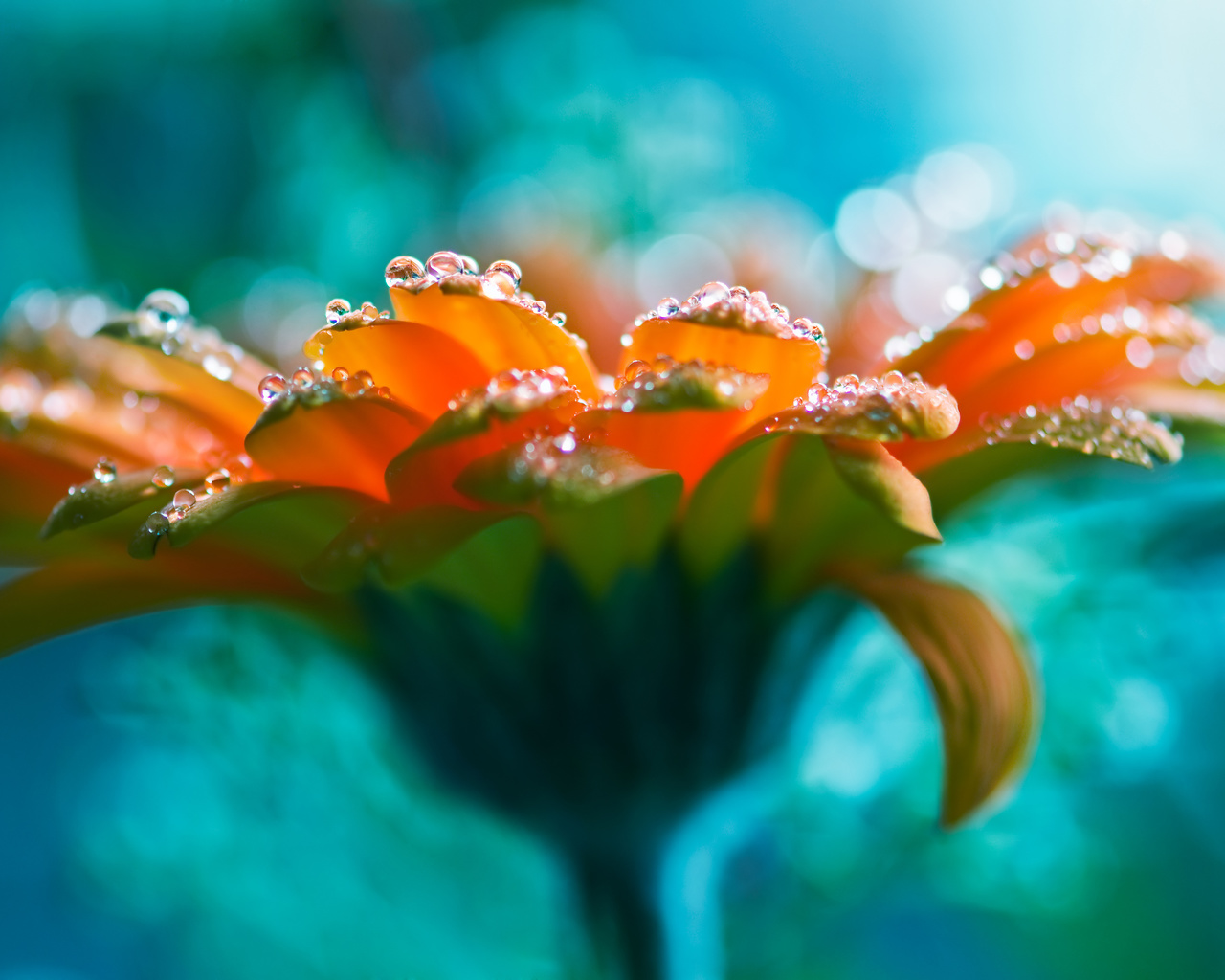 lucid flower, rose, water drops, beautiful,  , ,  , 