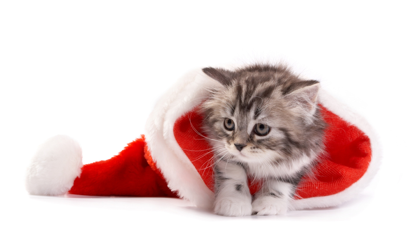 Christmas, santa hat, , ,  , cat, new year