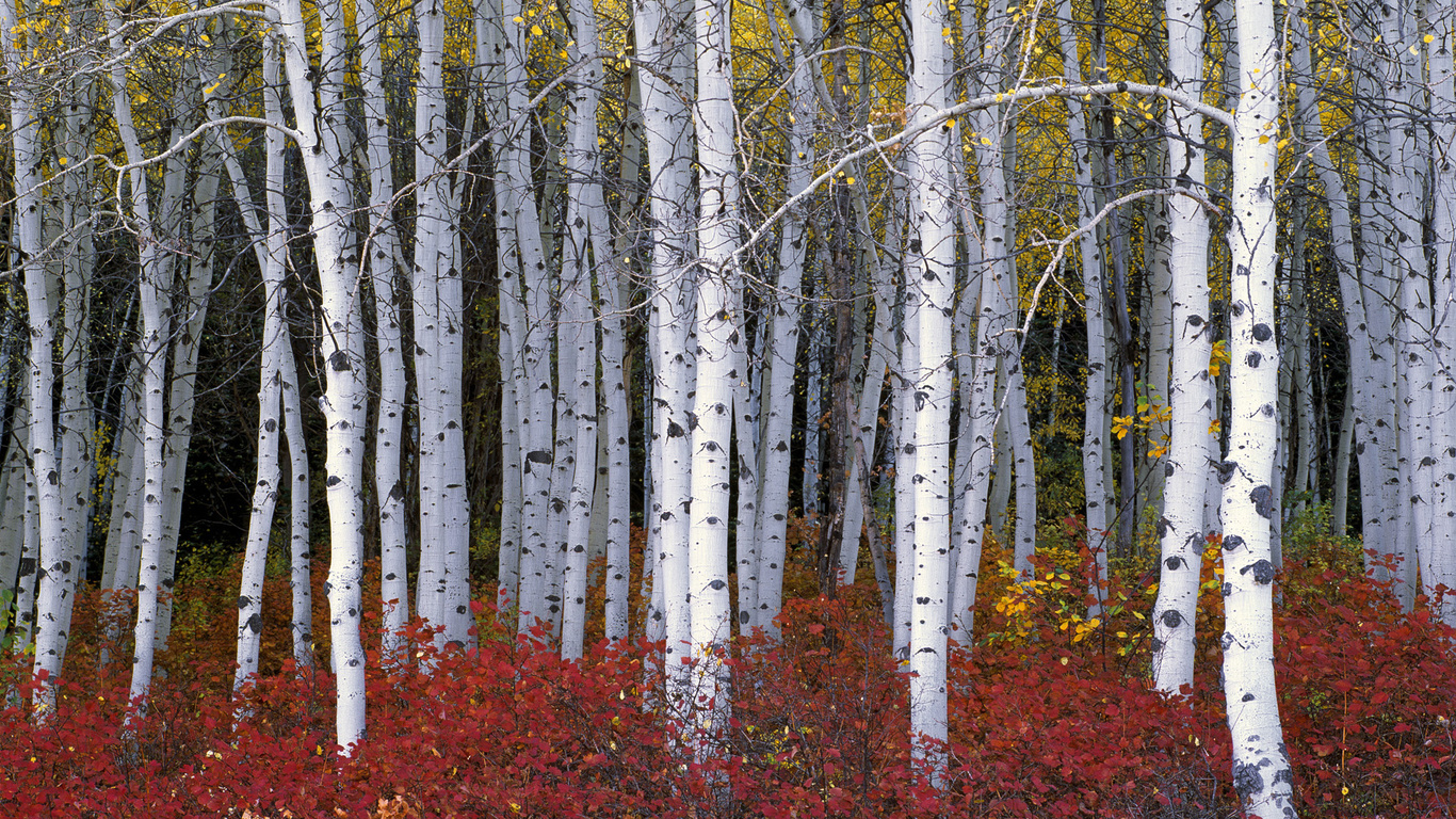 aspen forest, wasatch range, utah, 