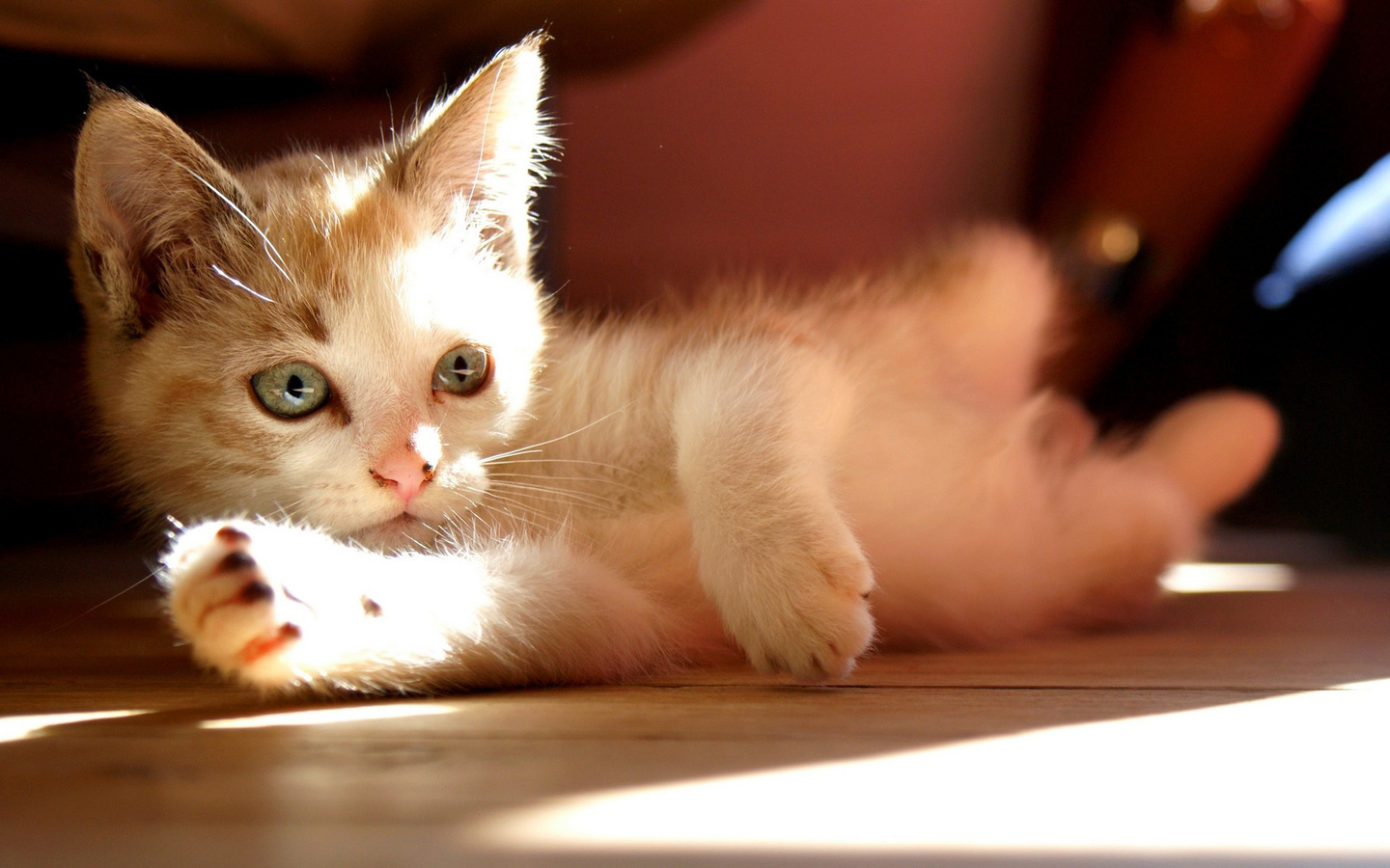 , , cat, bokeh, look, sunlight, , kitty, , 