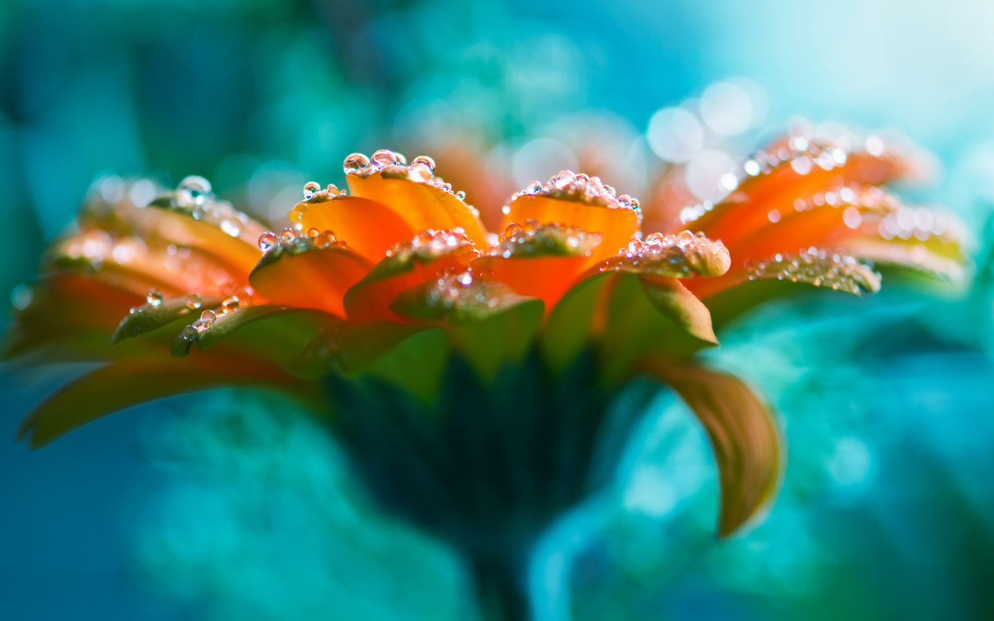 lucid flower, rose, water drops, beautiful,  , ,  , 