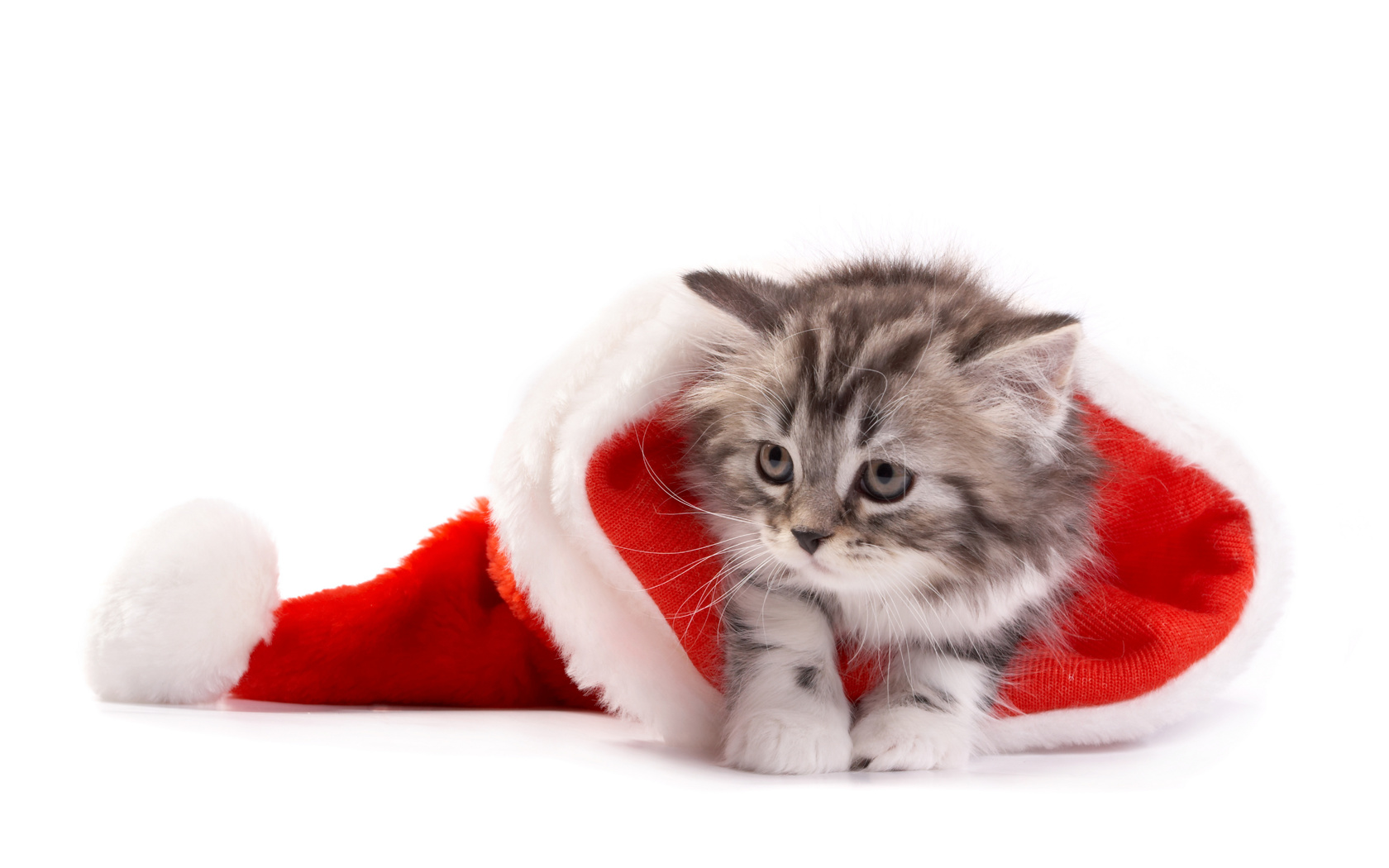 Christmas, santa hat, , ,  , cat, new year