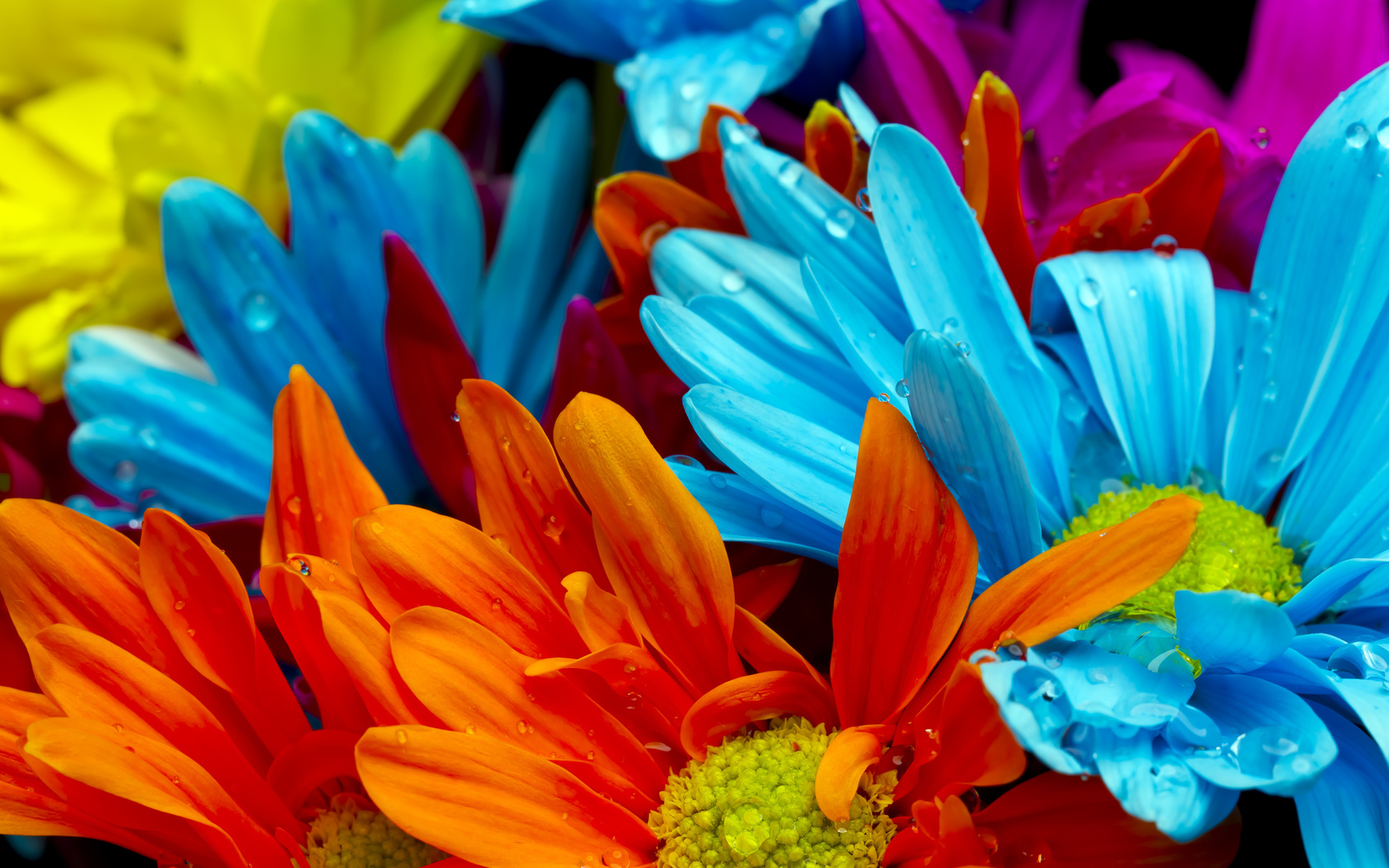 violet, lactic, Bright colorful flowers, orange, red, water drops
